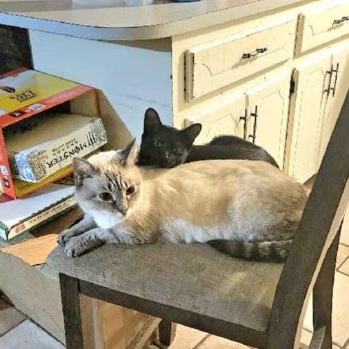 Enlarge MOMMA, a ADOPTABLE Siamese in Fletcher, OK image 5/6