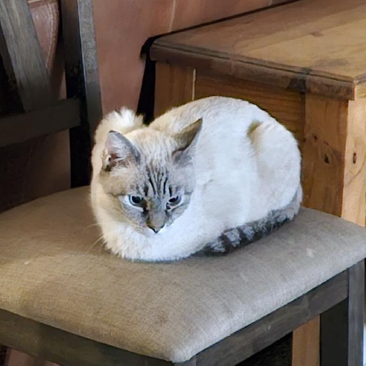 Enlarge MOMMA, a ADOPTABLE Siamese in Fletcher, OK image 6/6