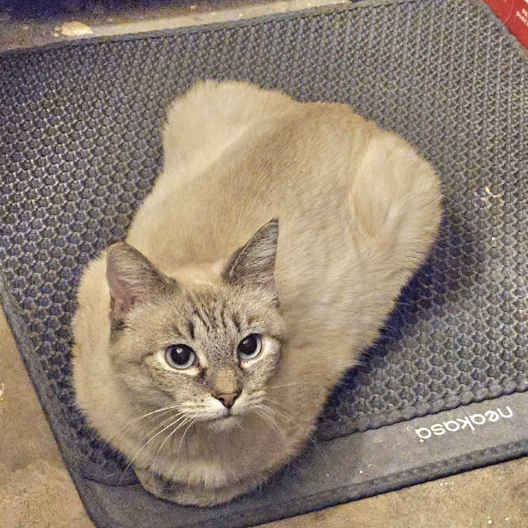 Enlarge MOMMA, a ADOPTABLE Siamese in Fletcher, OK image 2/6