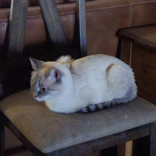 Enlarge MOMMA, a ADOPTABLE Siamese in Fletcher, OK image 4/6