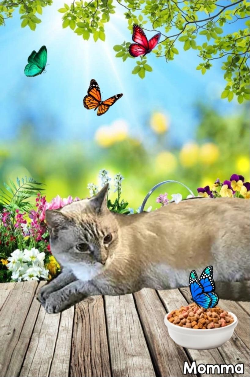 Enlarge MOMMA, a ADOPTABLE Siamese in Fletcher, OK image 1/6