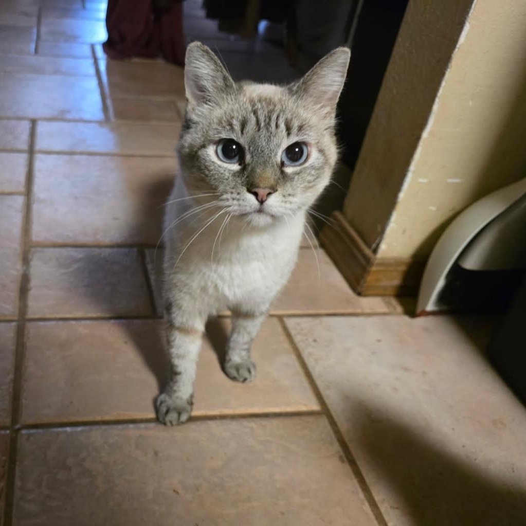 Enlarge MOMMA, a ADOPTABLE Siamese in Fletcher, OK image 3/6