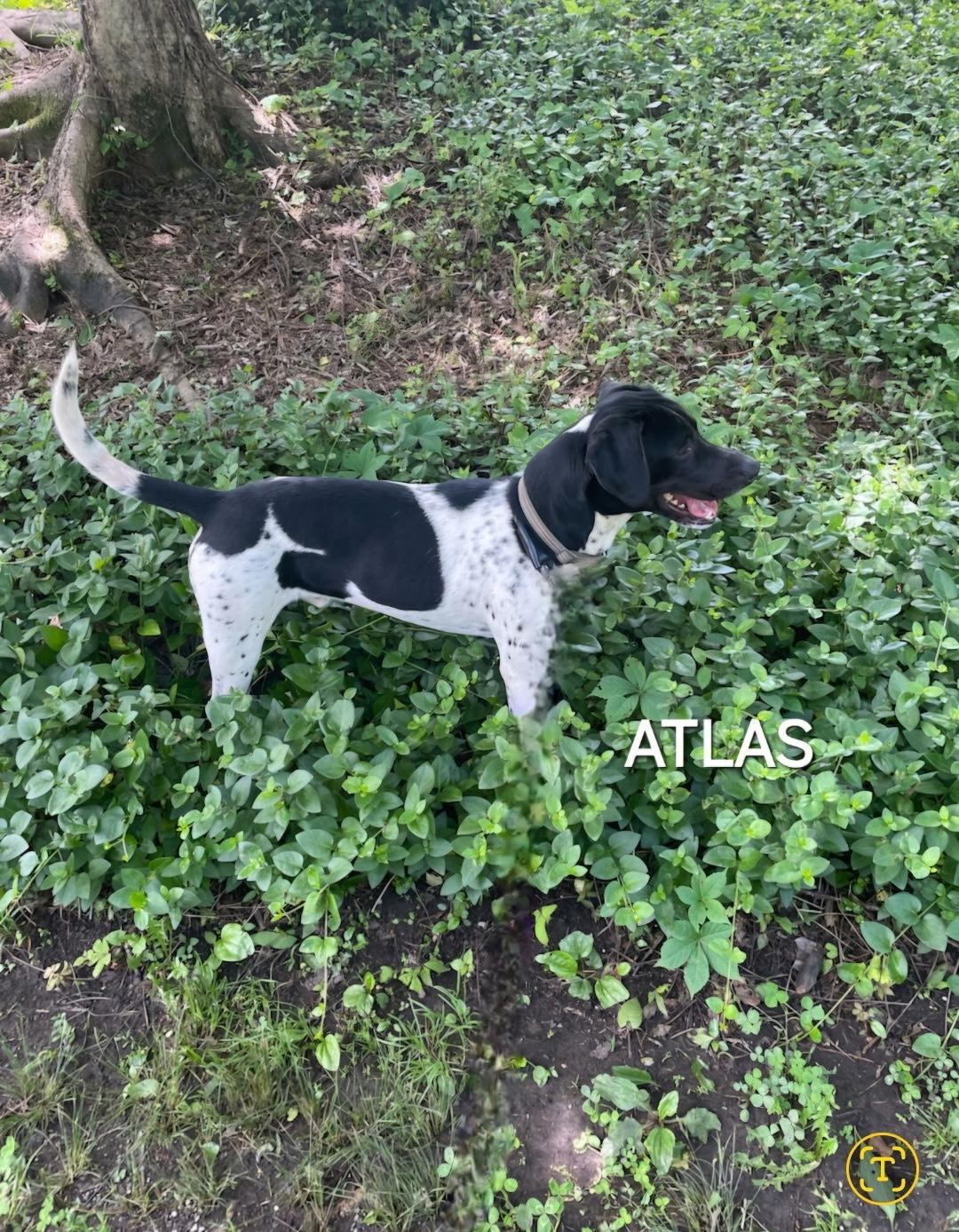Atlas