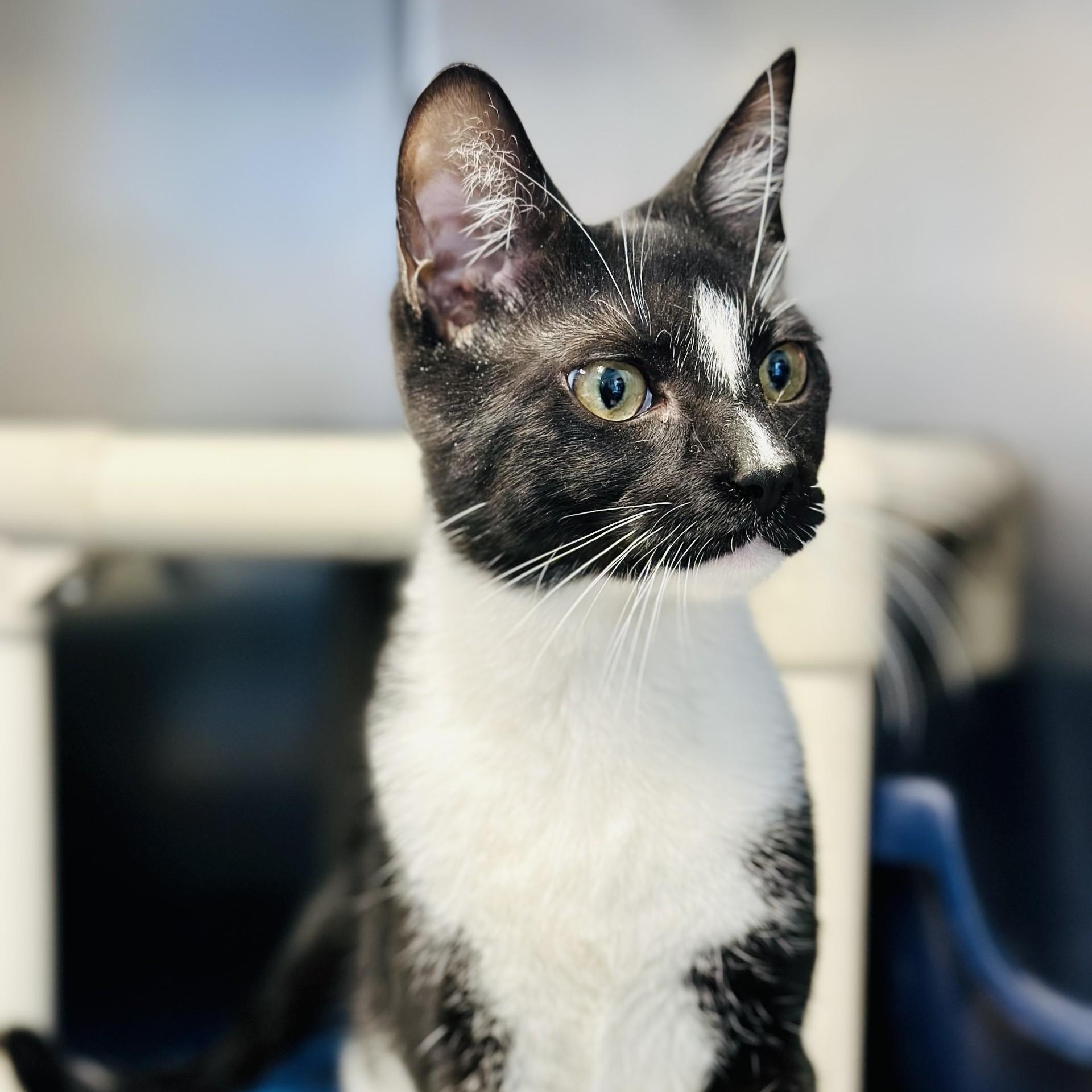 Rocket , ADOPTABLE, Young Male Domestic Short Hair.