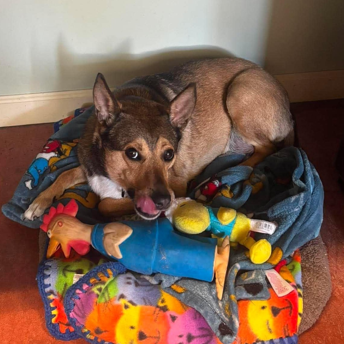 Nella, a ADOPTABLE mixed breed in Tioga, PA image 6/6