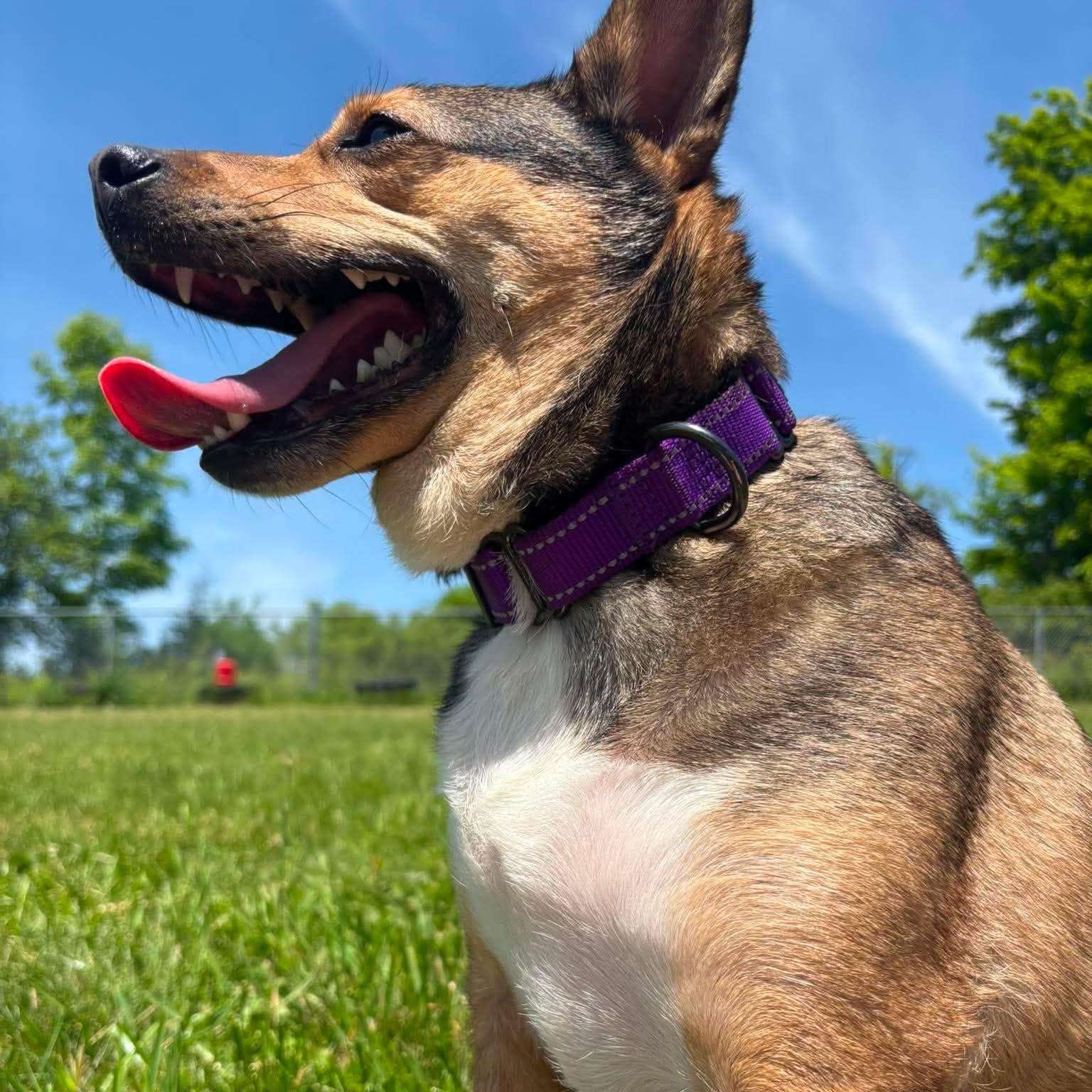 Nella, a ADOPTABLE mixed breed in Tioga, PA image 2/6