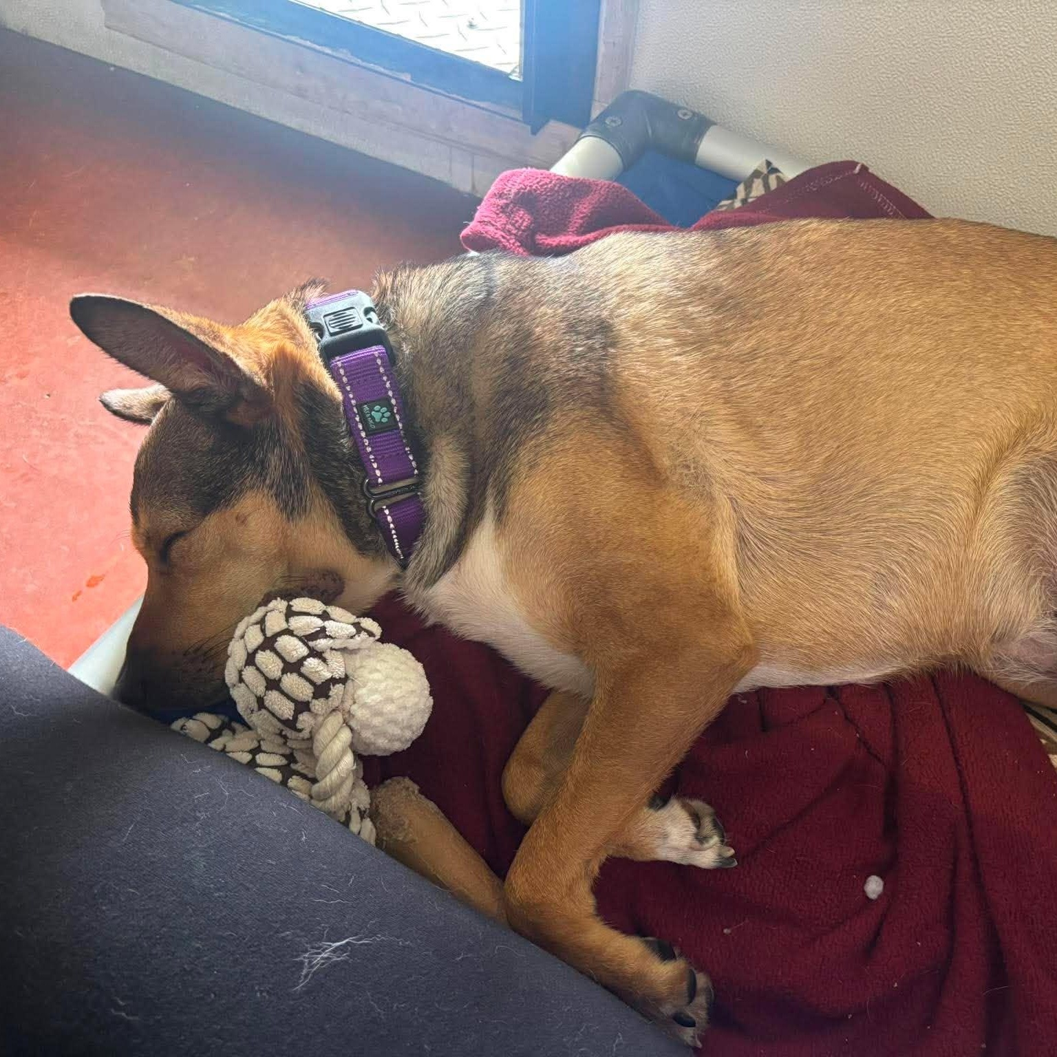 Nella, a ADOPTABLE mixed breed in Tioga, PA image 4/6