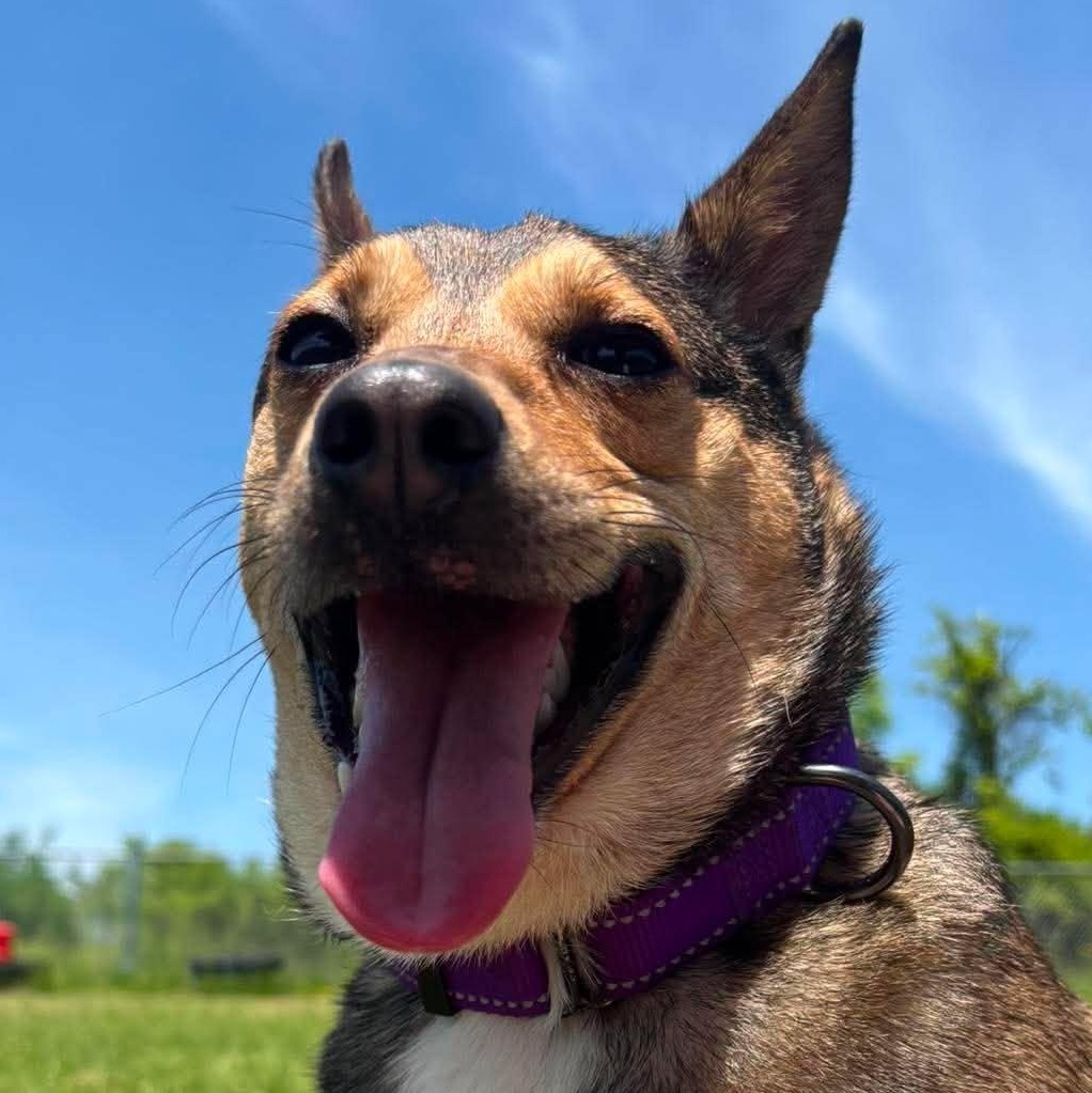 Nella, a ADOPTABLE mixed breed in Tioga, PA image 1/6