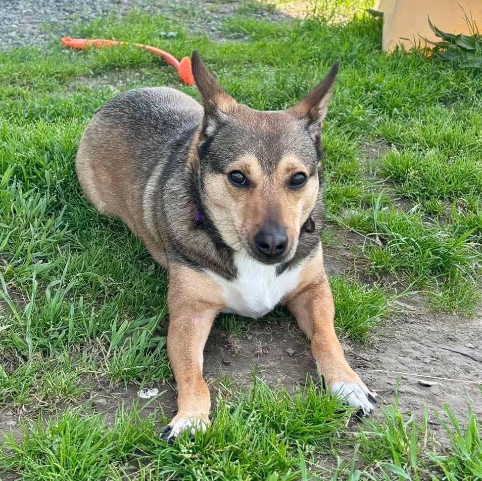 Nella, a ADOPTABLE mixed breed in Tioga, PA image 3/6