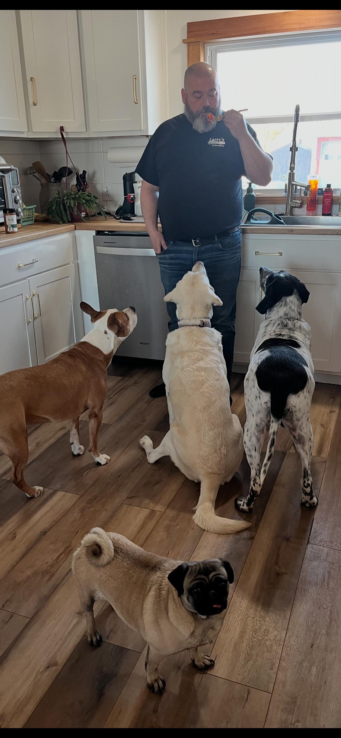 Enlarge Chelsea, a ADOPTABLE Bluetick Coonhound in Jamesville, NY image 4/4