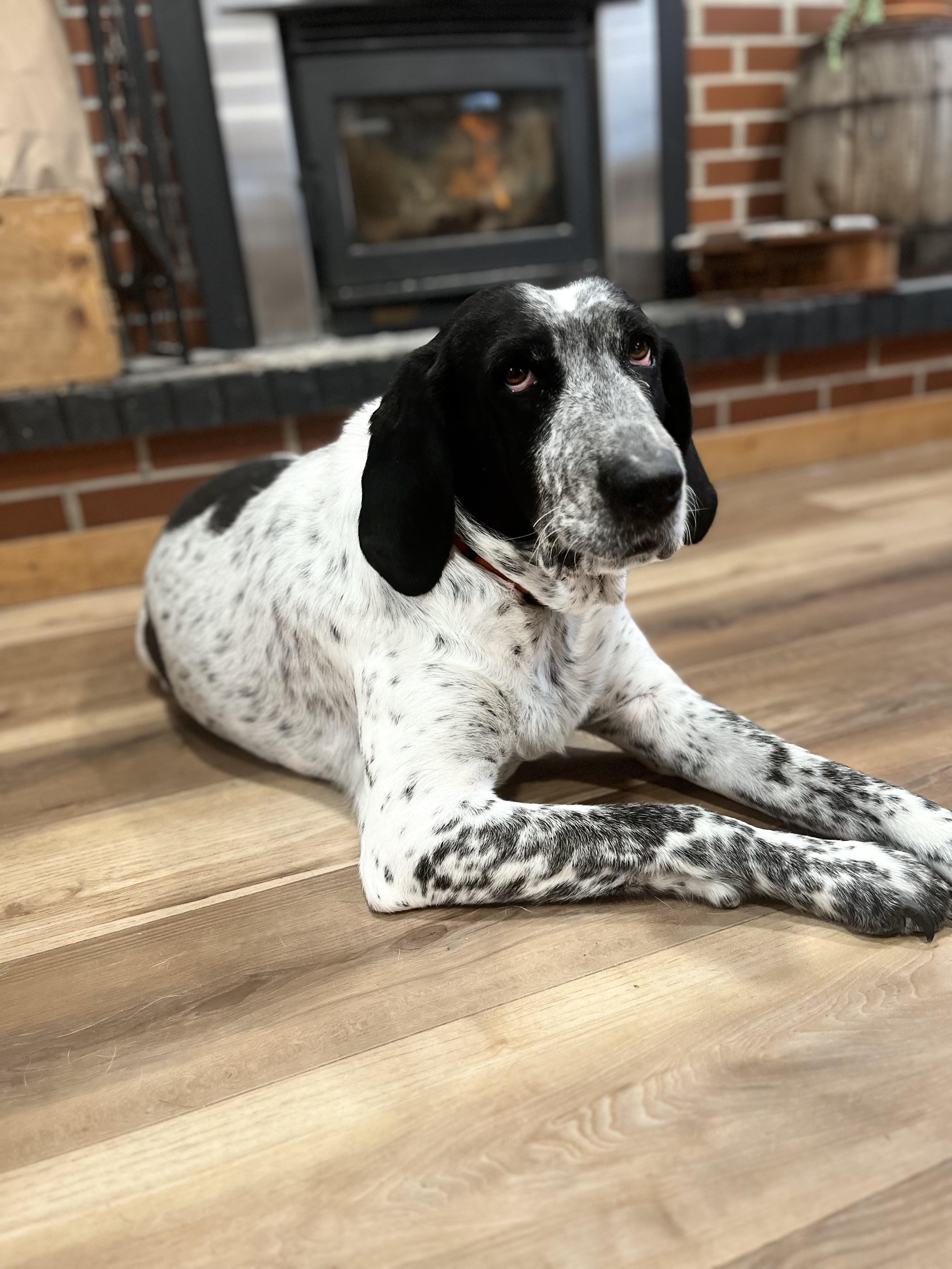 Enlarge Chelsea, a ADOPTABLE Bluetick Coonhound in Jamesville, NY image 1/4