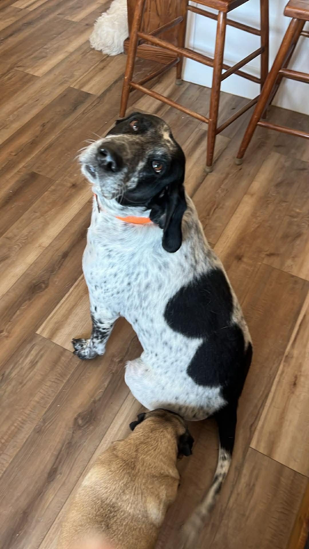 Enlarge Chelsea, a ADOPTABLE Bluetick Coonhound in Jamesville, NY image 2/4