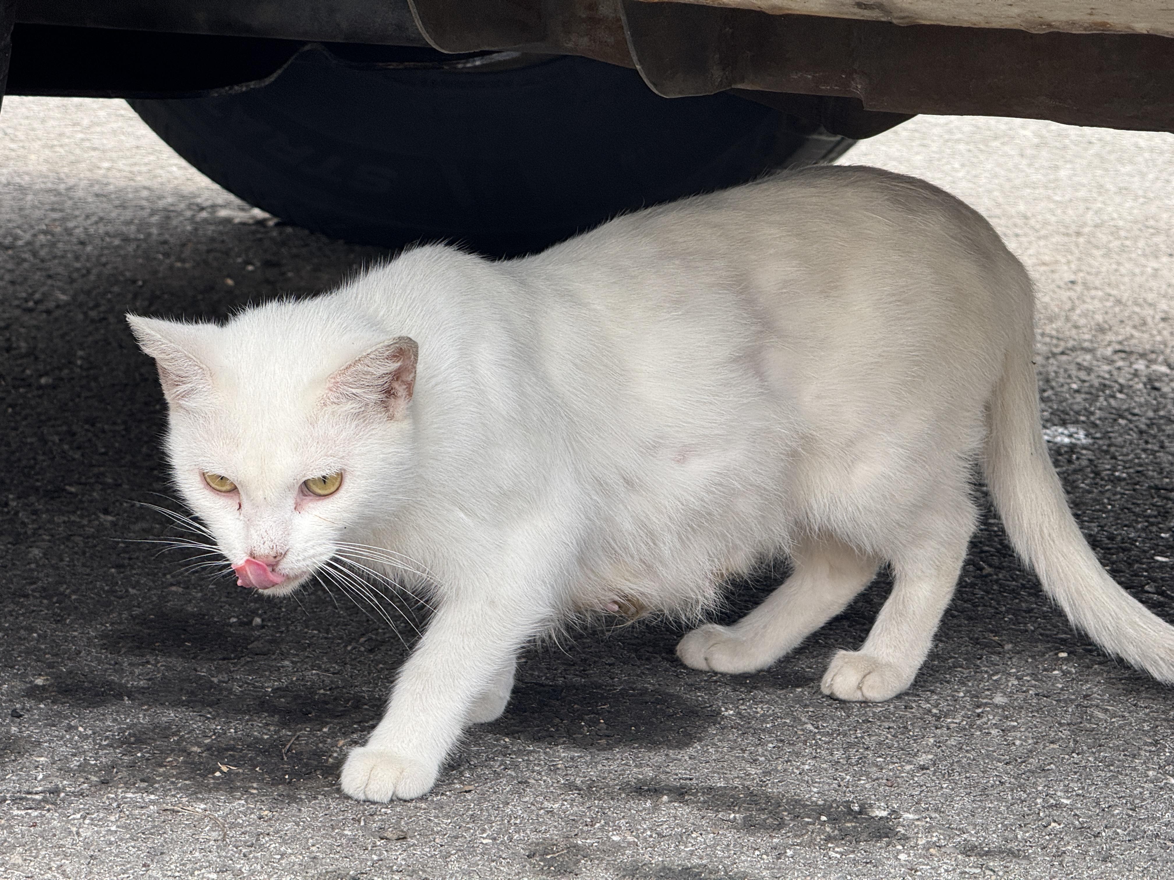 Malibu — thumbnail 3