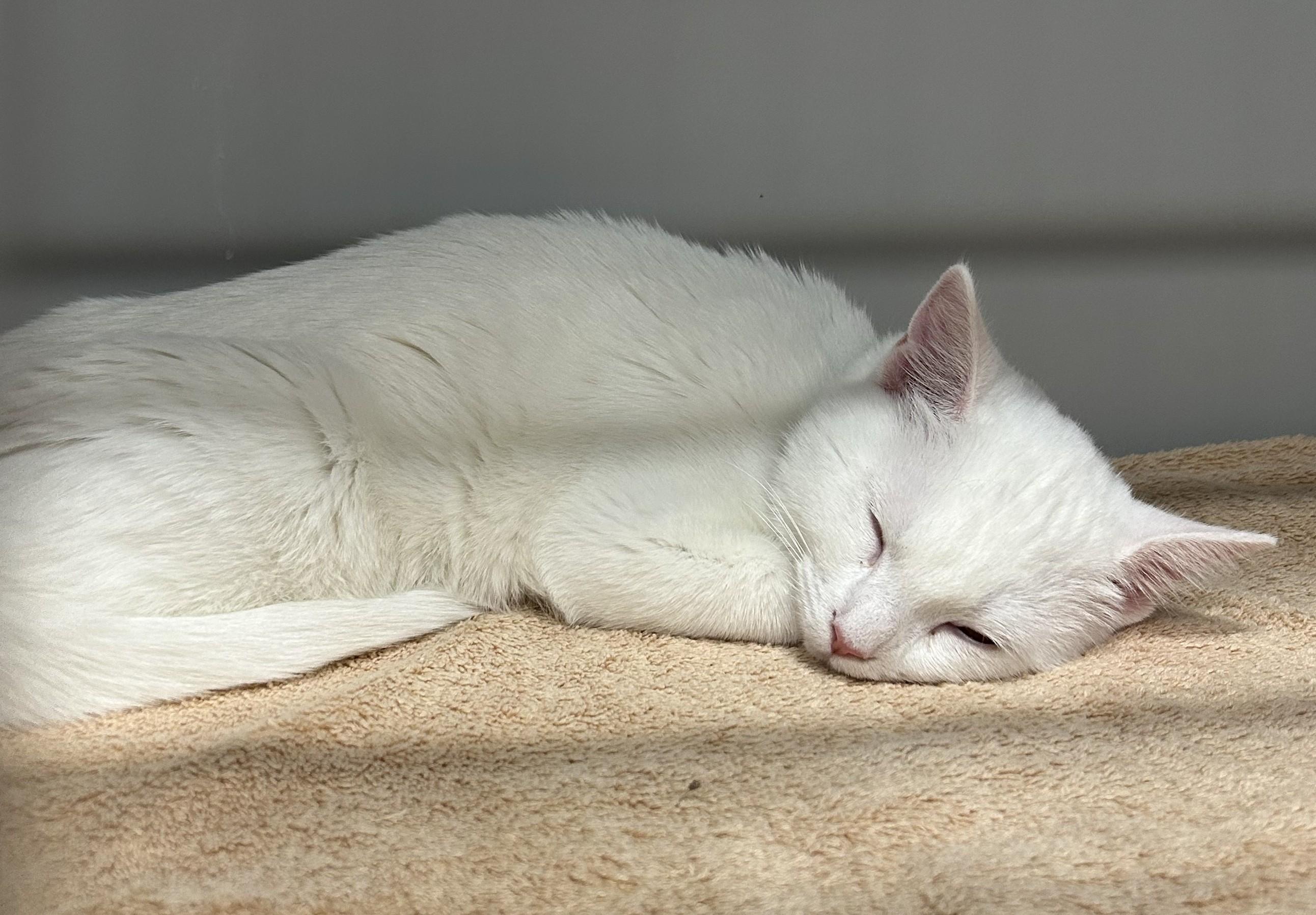 Malibu — thumbnail 4