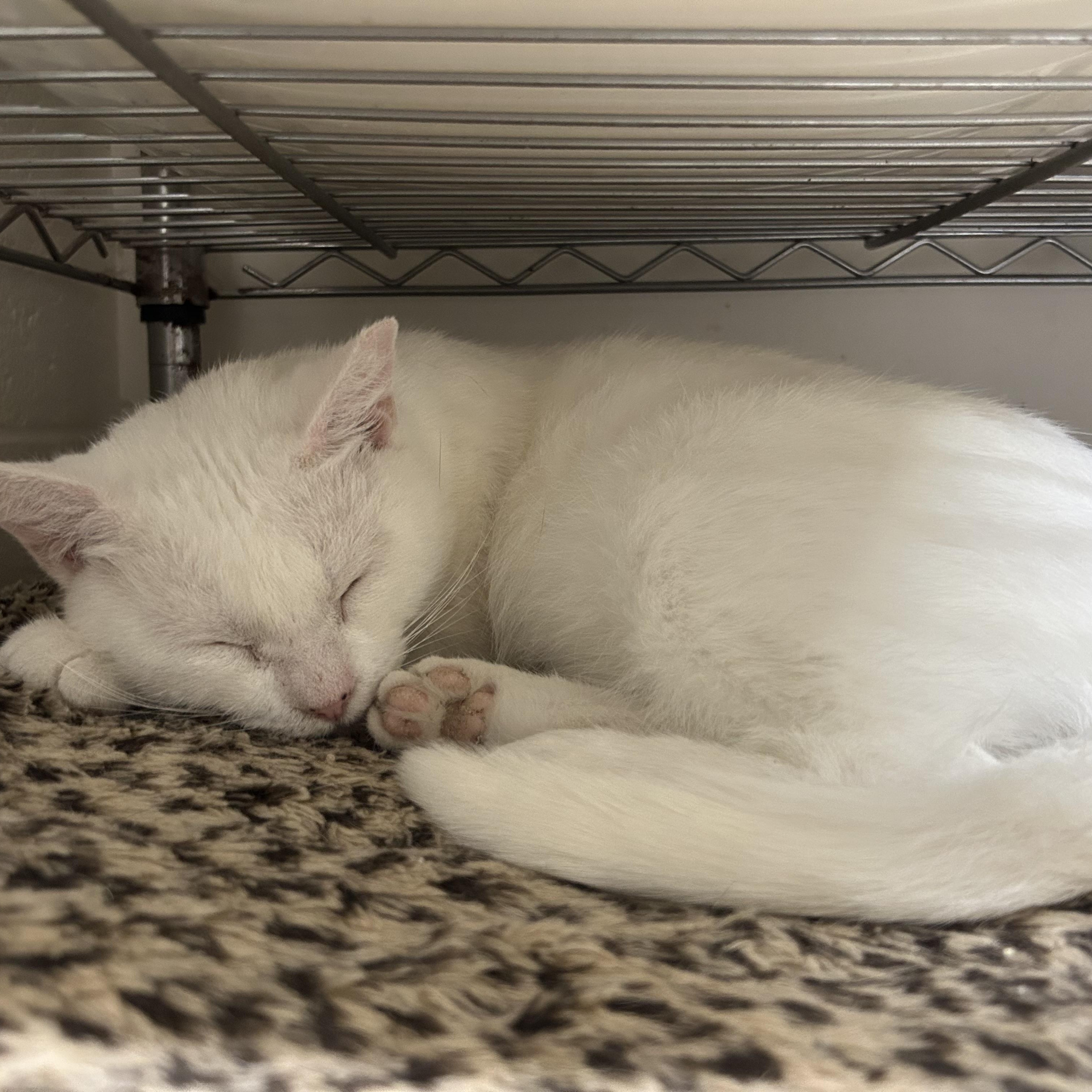 Malibu — thumbnail 5