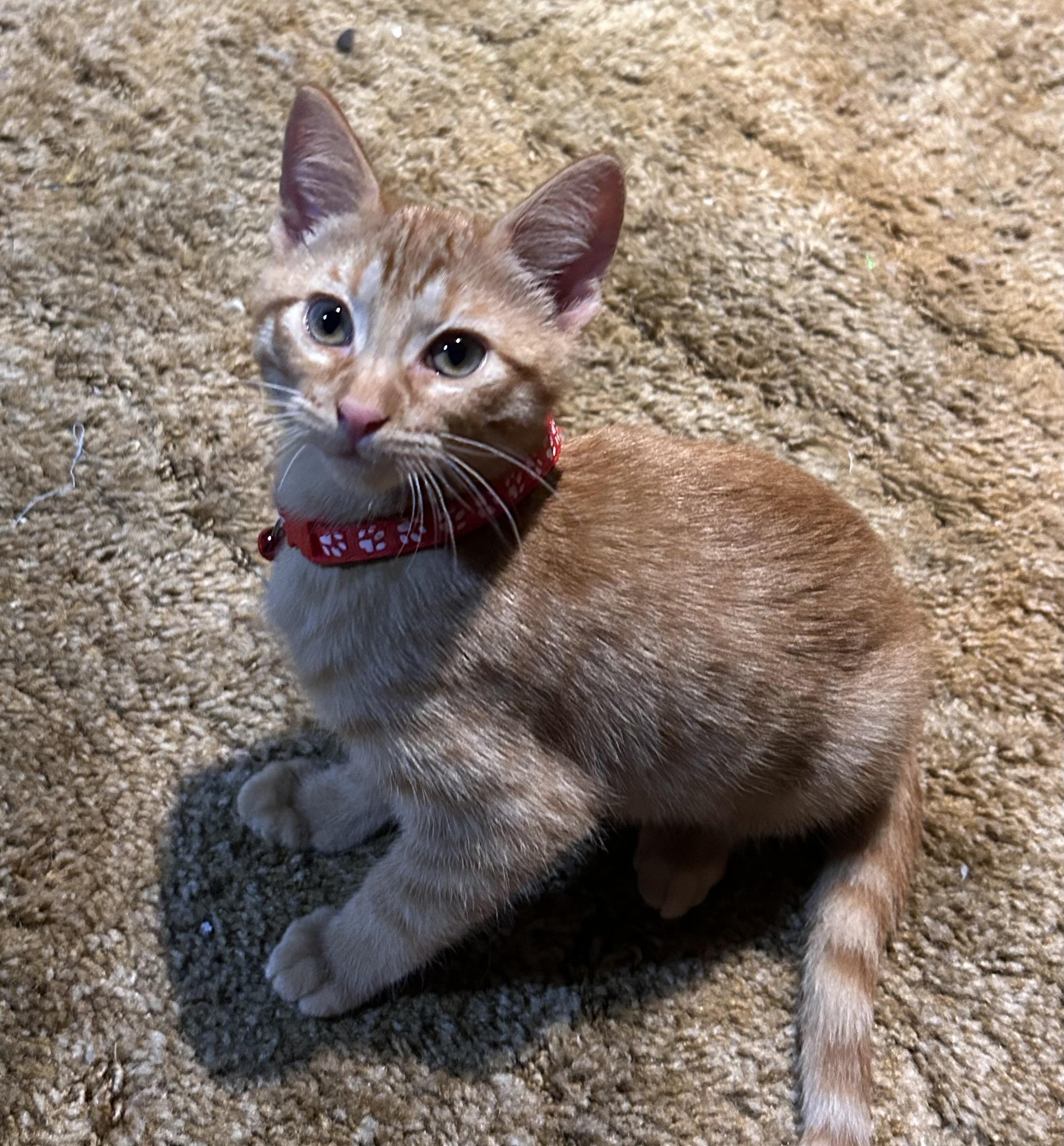 Cosmo, an adoptable Tabby in Pierre, SD, 57501 | Photo Image 1