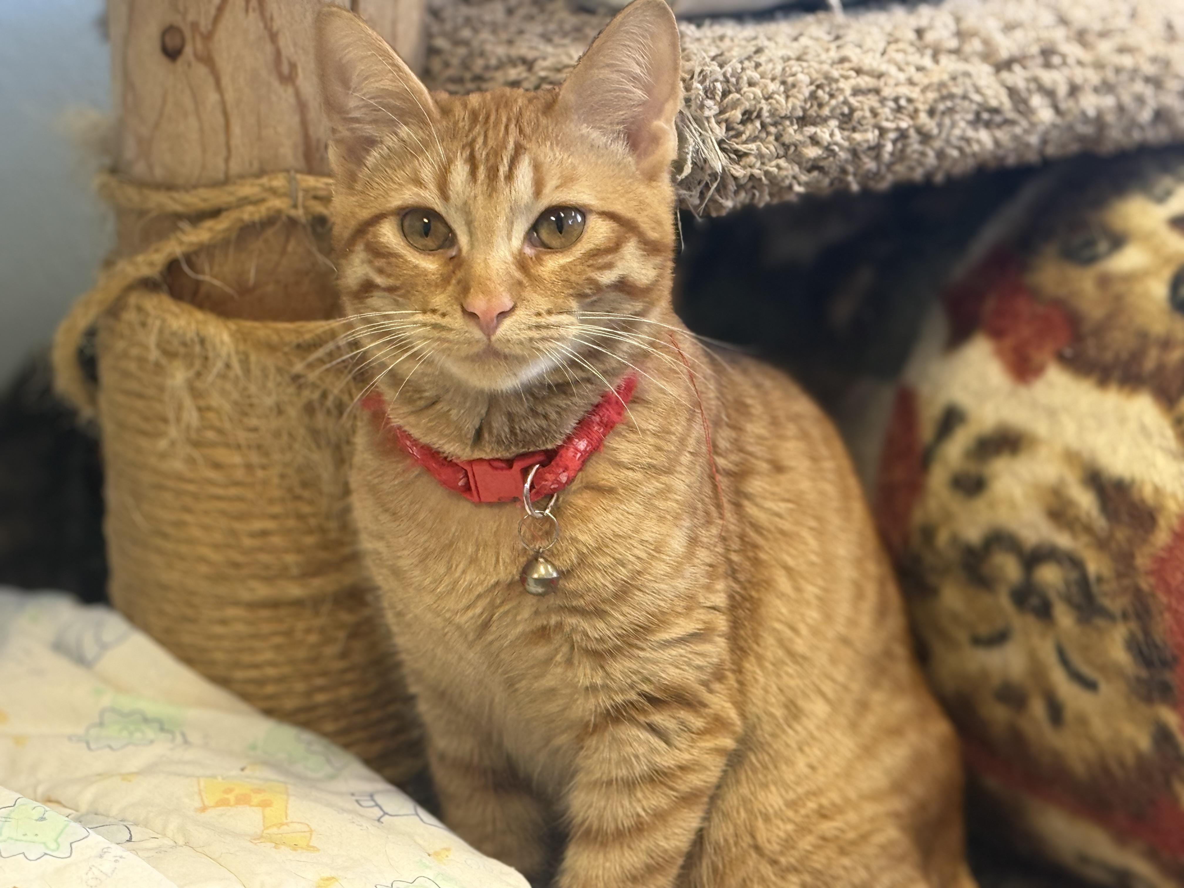 Enlarge Cosmo, a Adoptable Tabby in Pierre, SD image 1/1