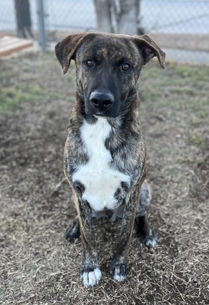 Jonesy — thumbnail 3