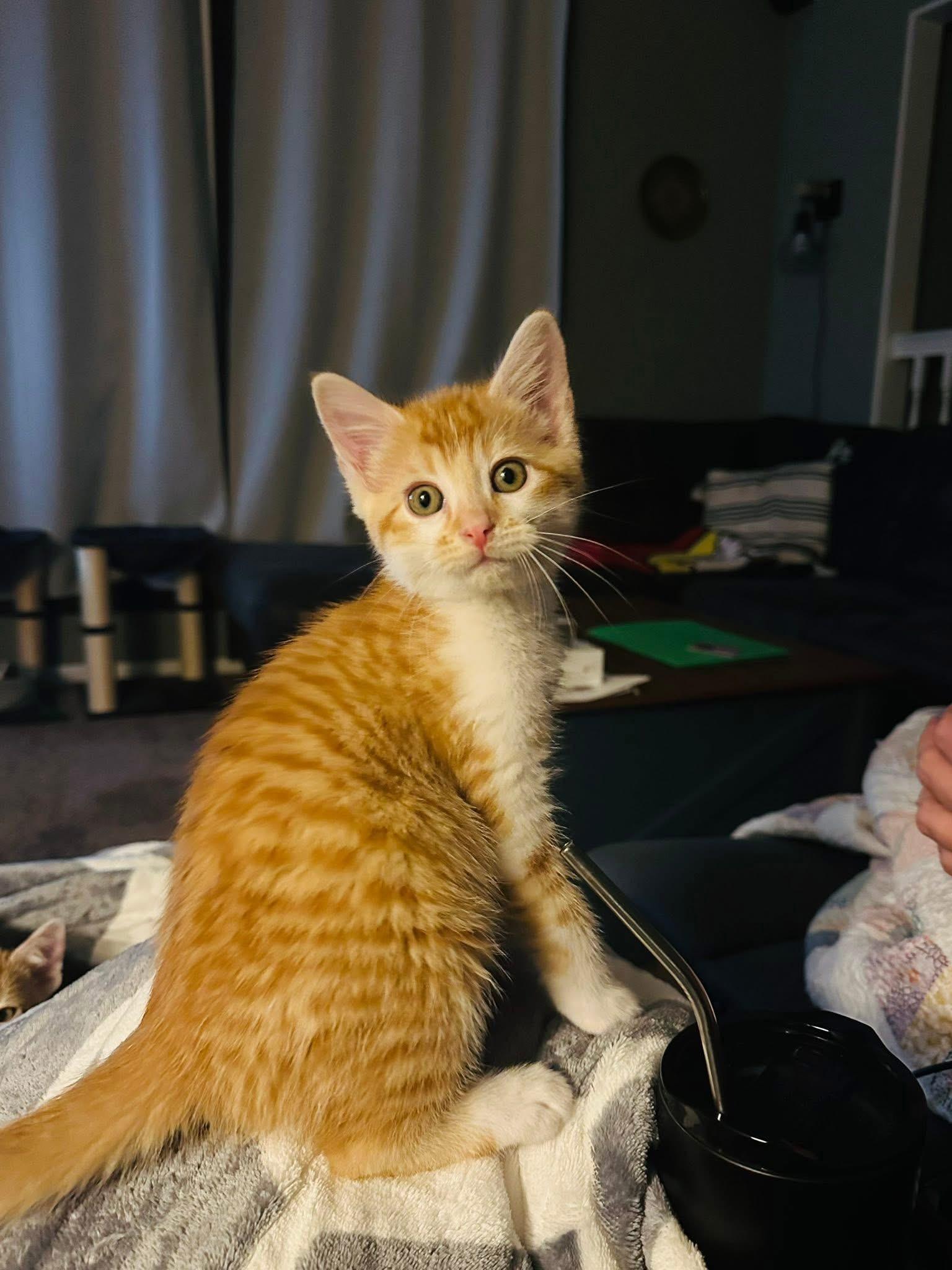 Sparky, a Adopted Domestic Short Hair in Randolph, AL image 1/6