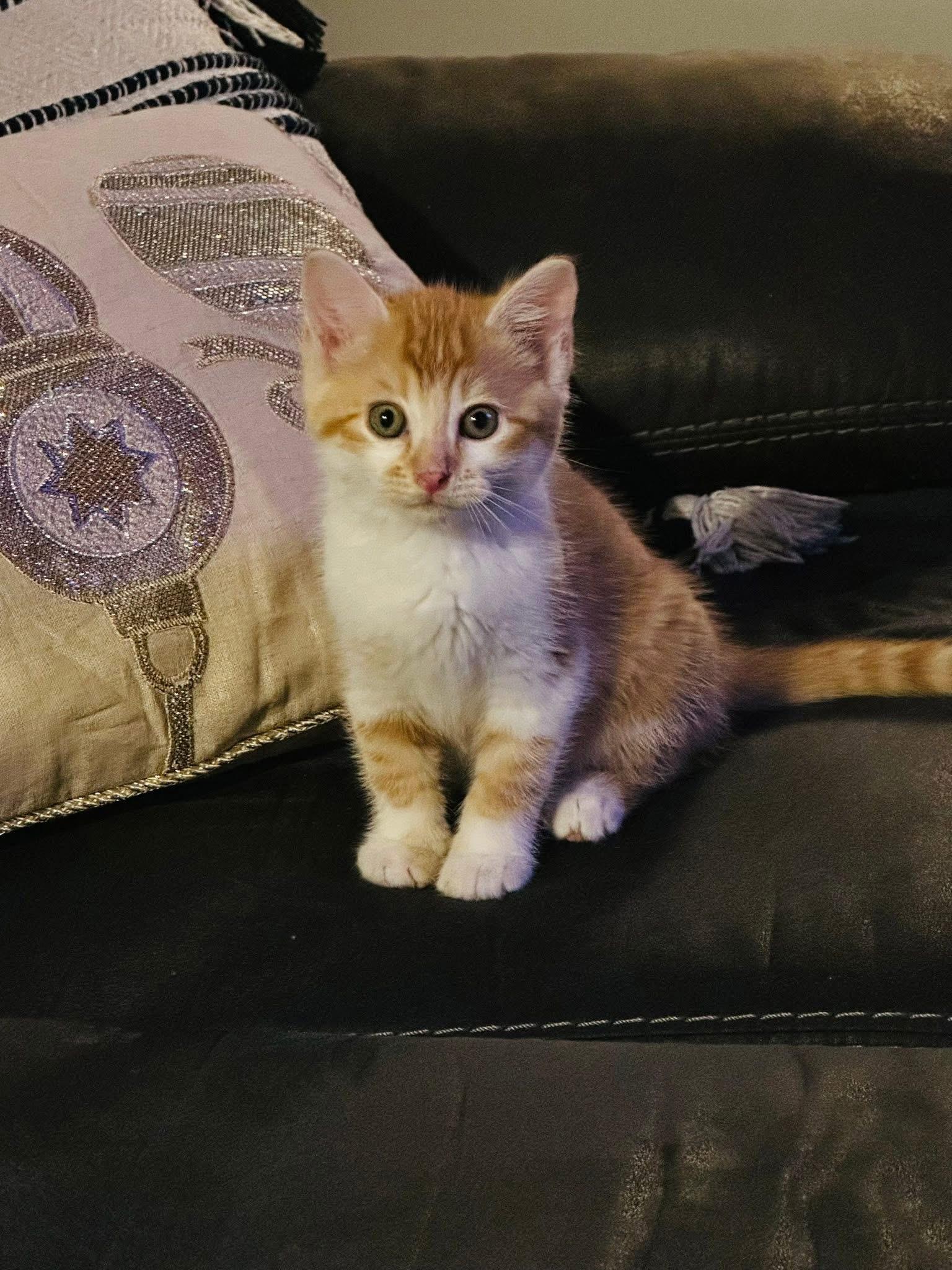 Sparky, a Adopted Domestic Short Hair in Randolph, AL image 2/6