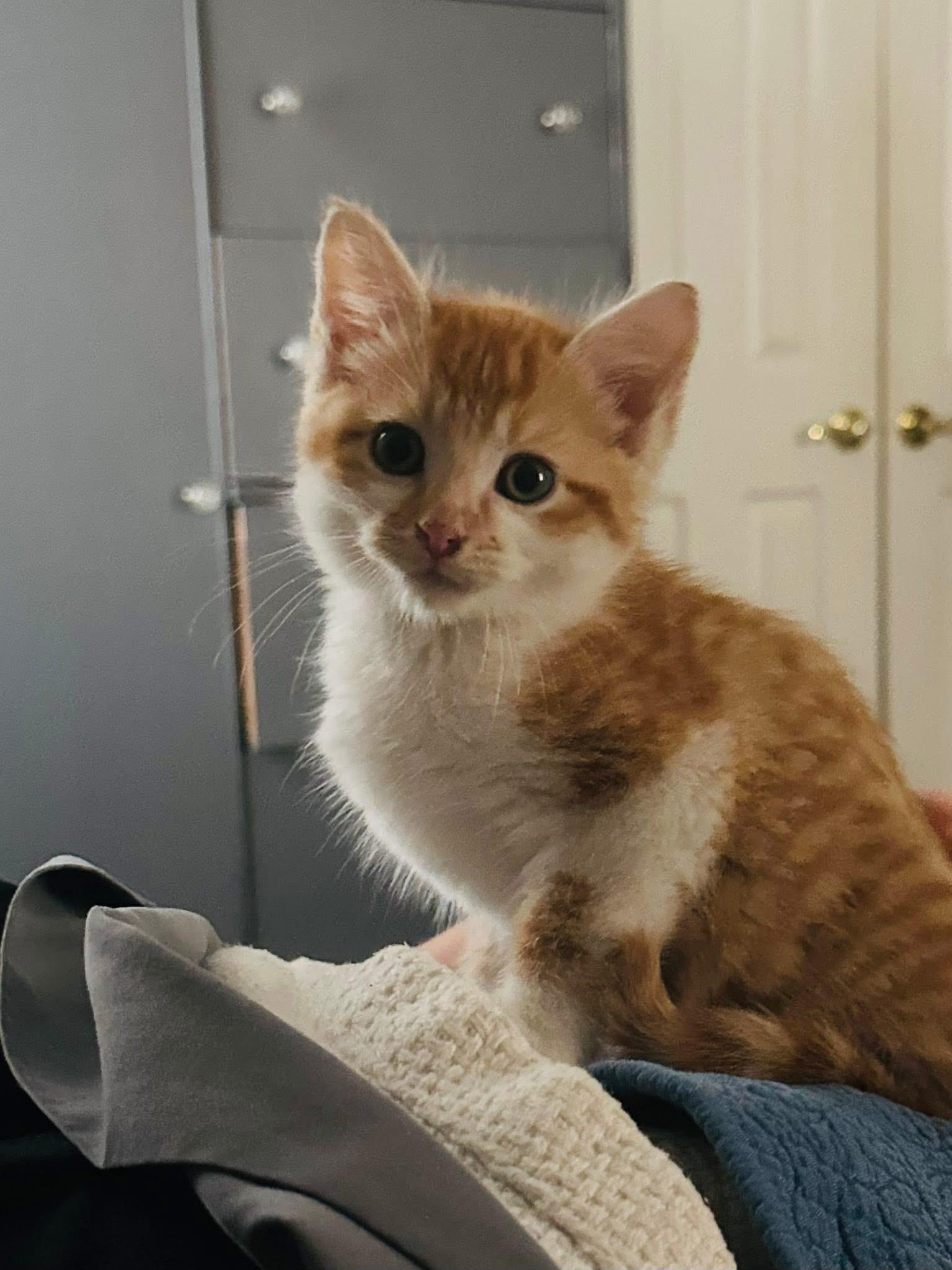 Sparky, a Adopted Domestic Short Hair in Randolph, AL image 3/6