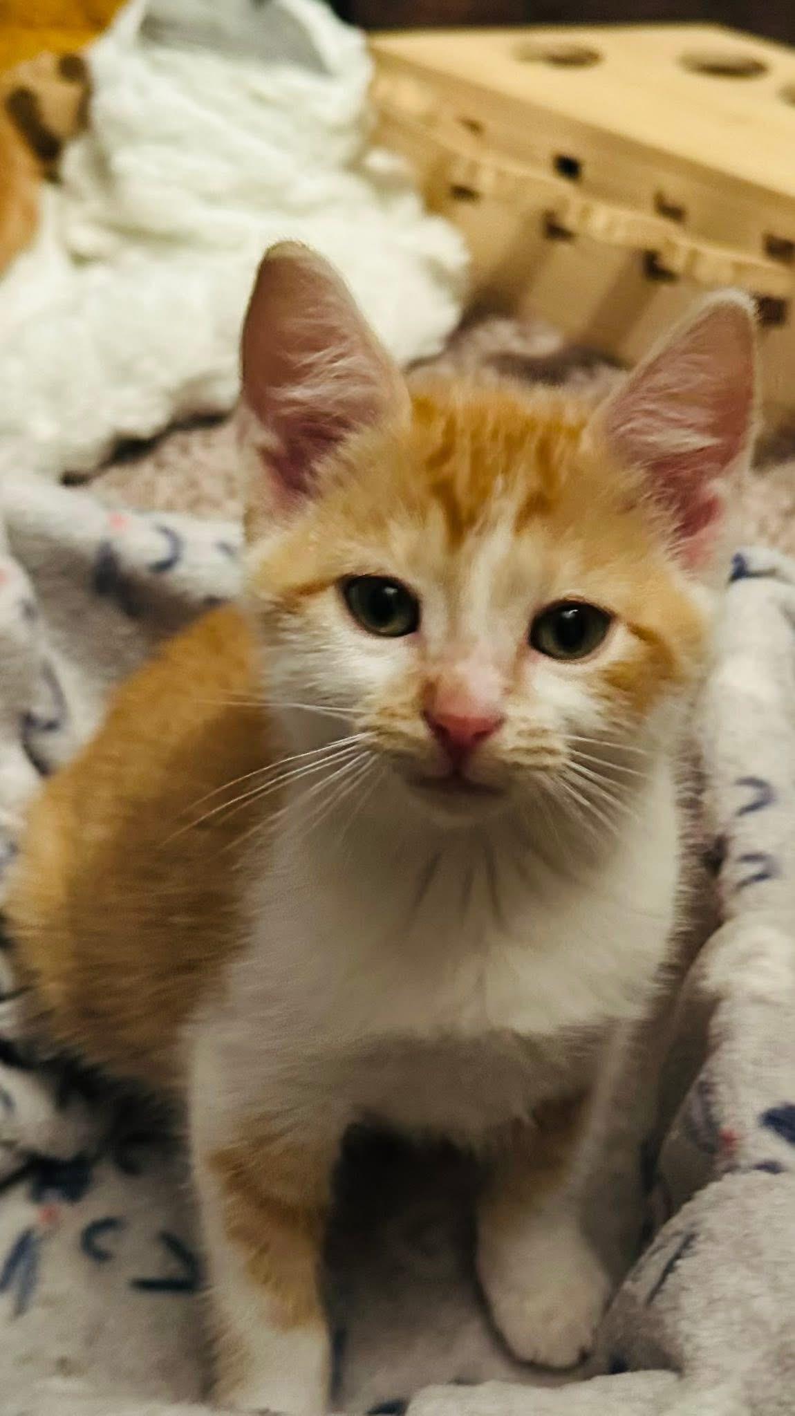 Sparky, a Adopted Domestic Short Hair in Randolph, AL image 4/6