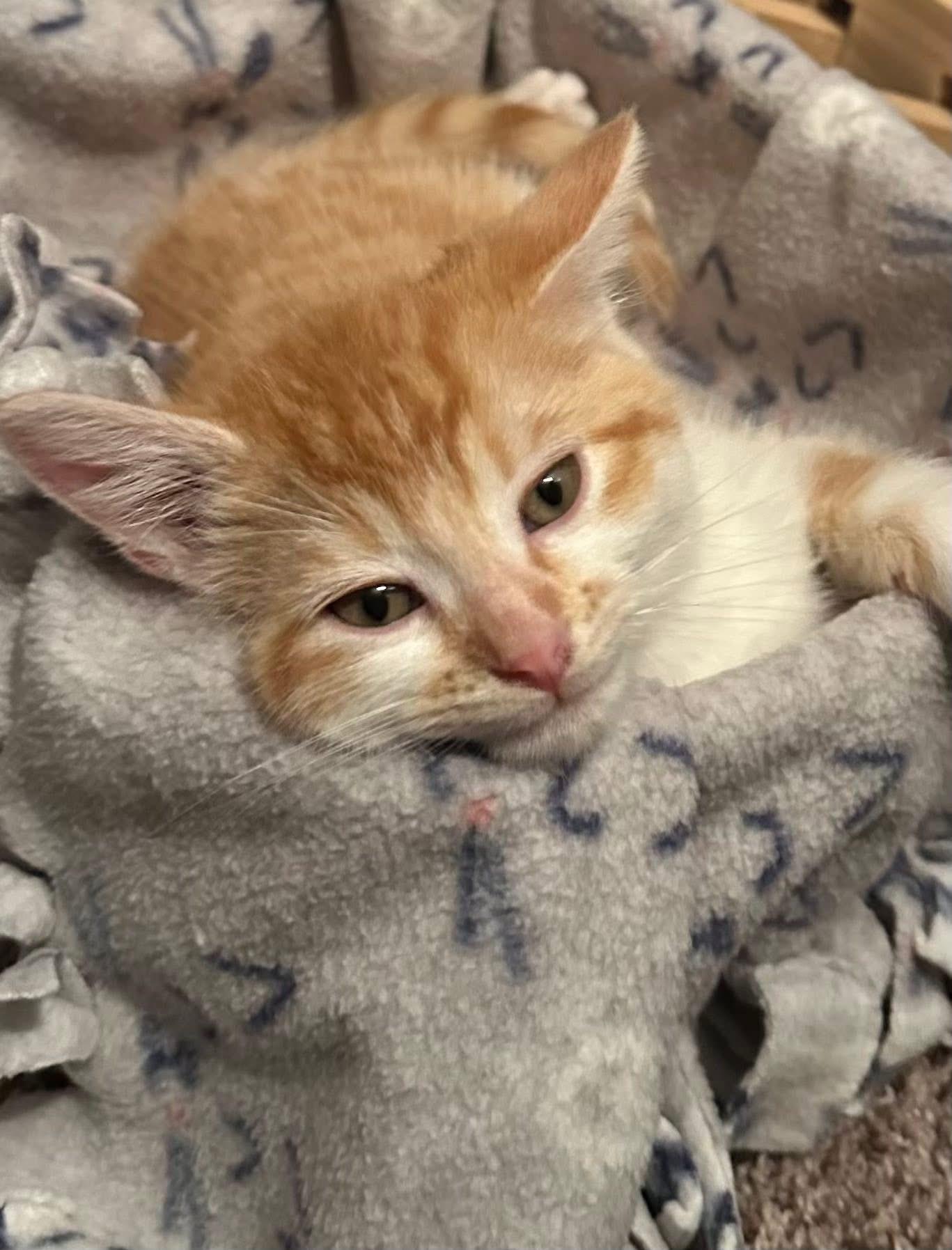 Sparky, a Adopted Domestic Short Hair in Randolph, AL image 5/6