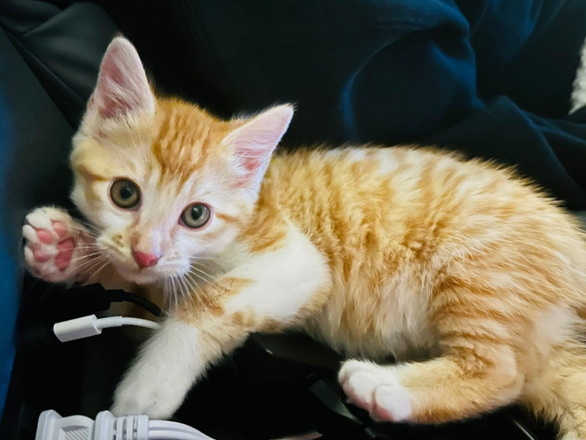Sparky, a Adopted Domestic Short Hair in Randolph, AL image 6/6