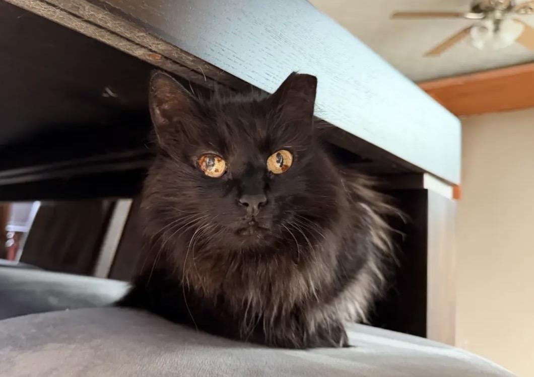 Enlarge Gizzy, a ADOPTABLE Domestic Long Hair in Plain City, OH image 2/6