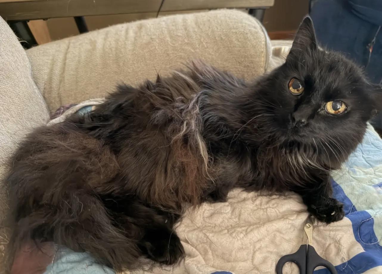 Gizzy, ADOPTABLE, Adult Female Domestic Long Hair.