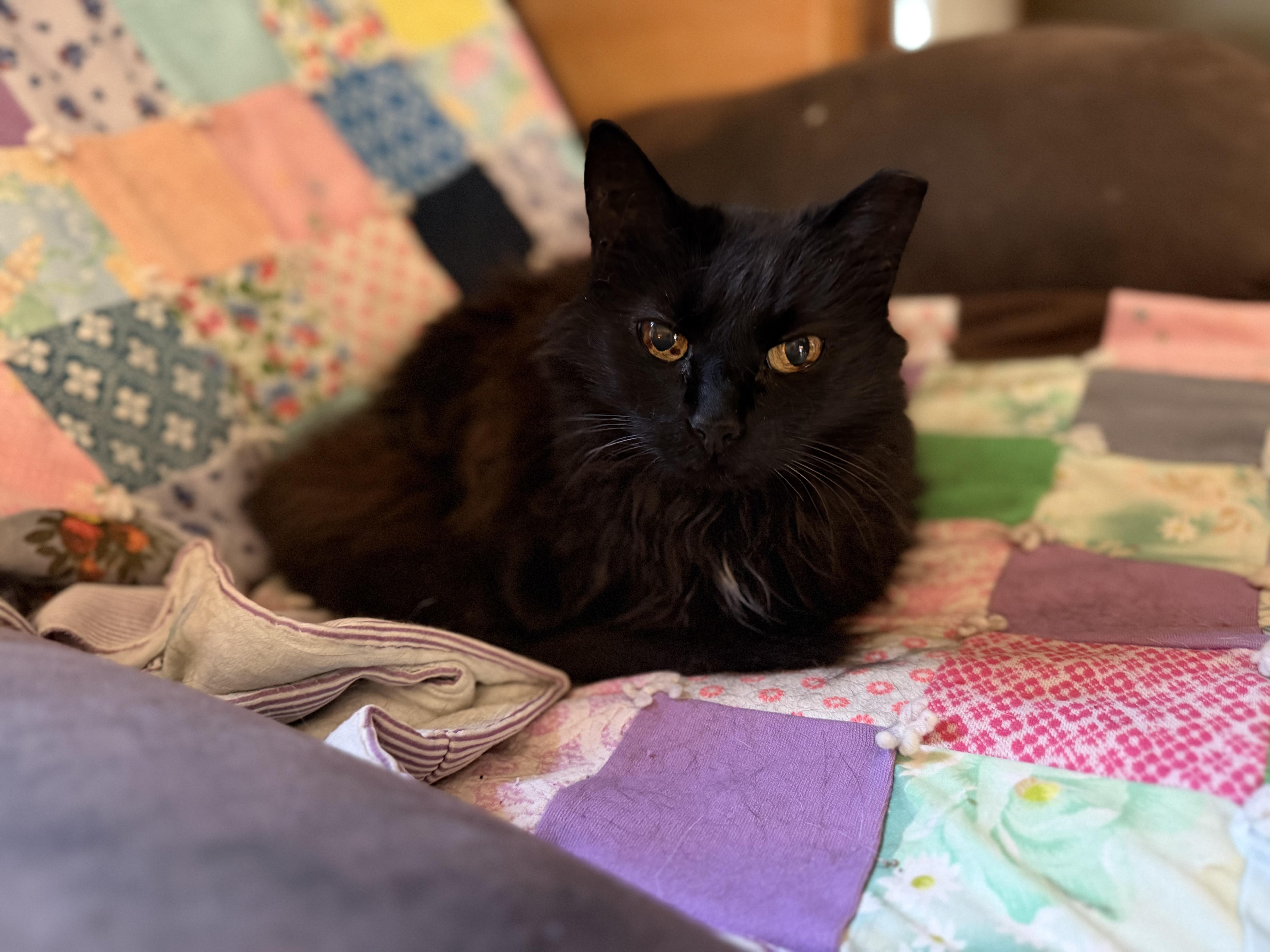 Enlarge Gizzy, a ADOPTABLE Domestic Long Hair in Plain City, OH image 1/6
