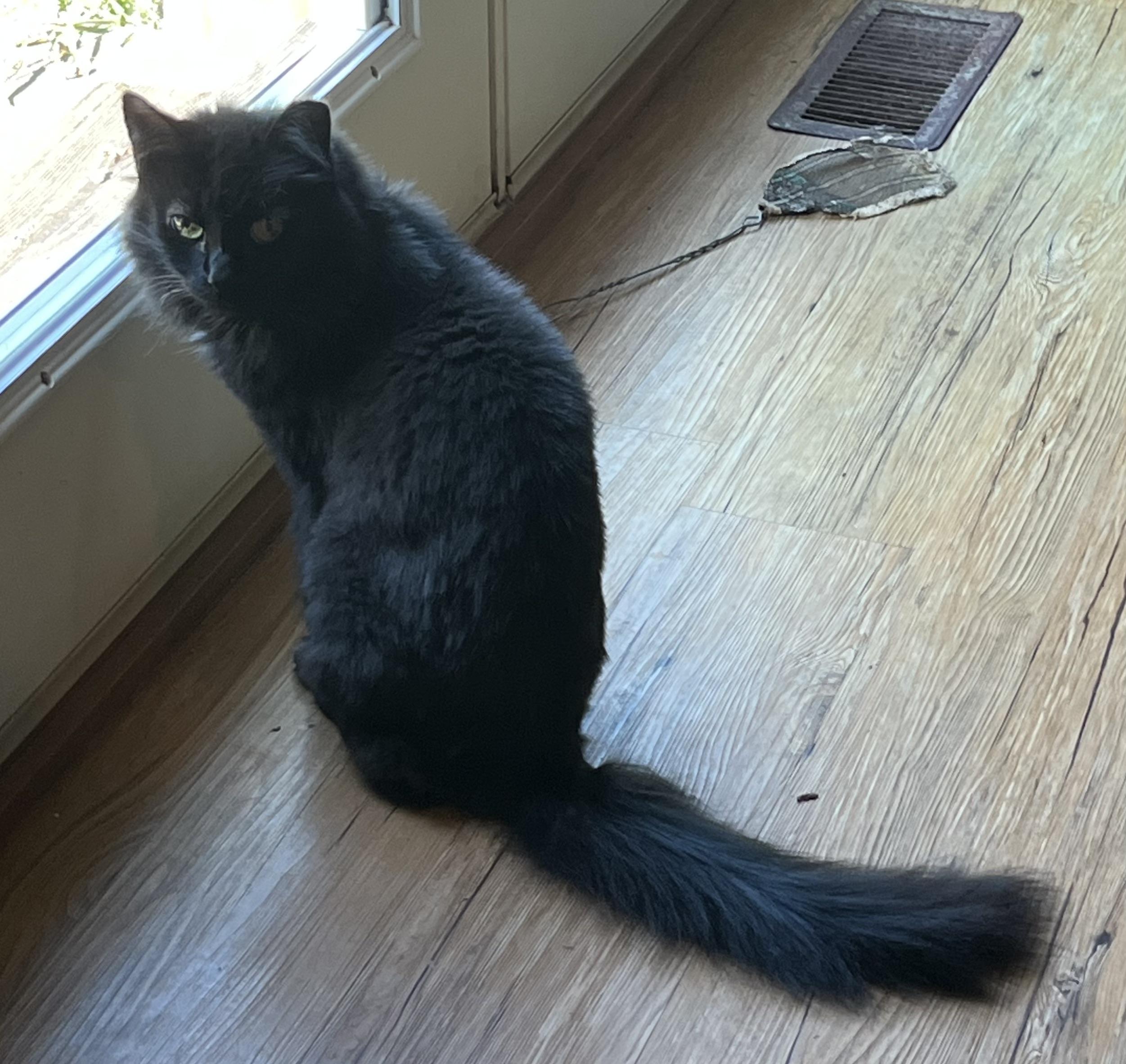 Enlarge Gizzy, a ADOPTABLE Domestic Long Hair in Plain City, OH image 6/6