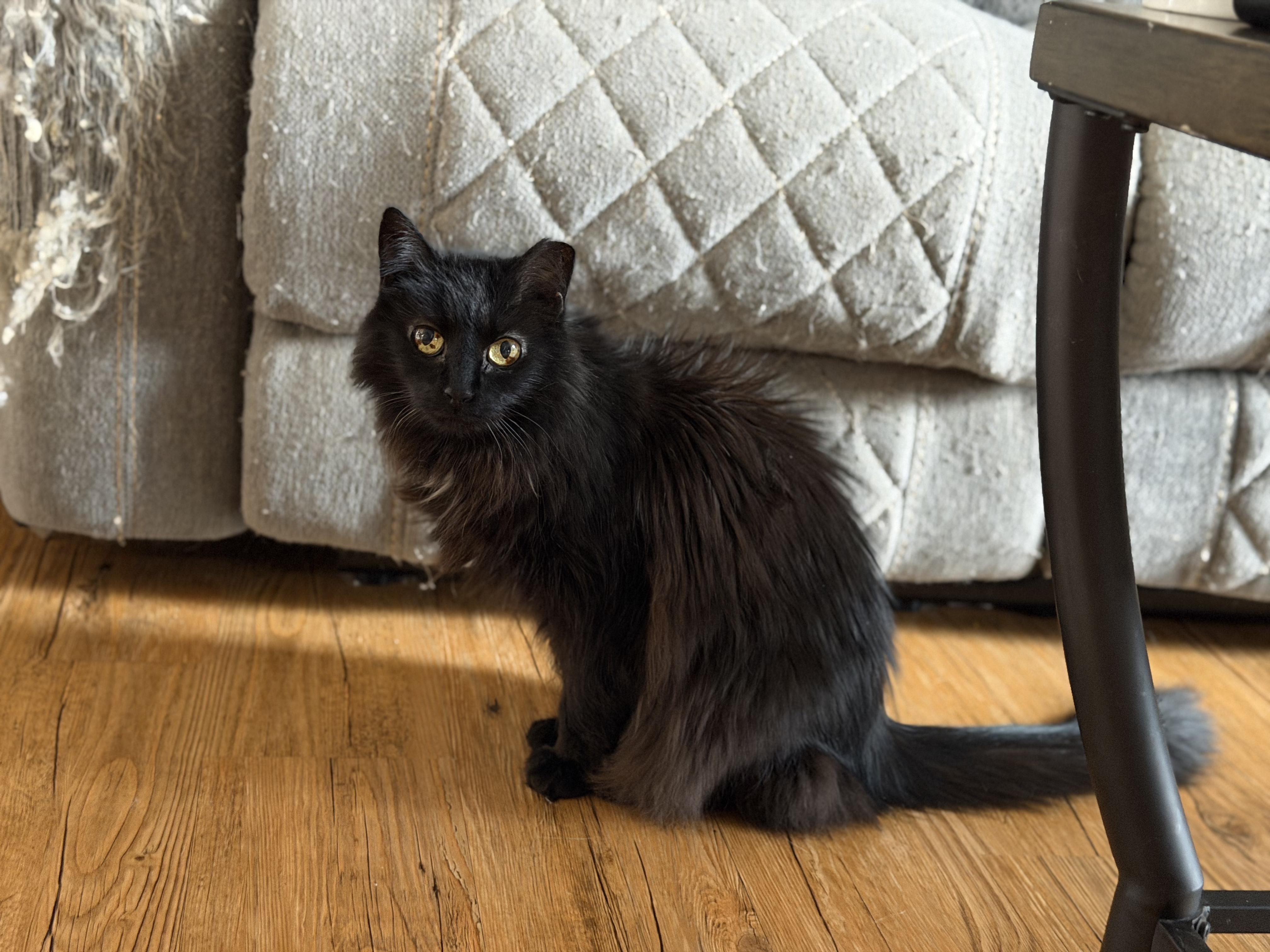 Enlarge Gizzy, a ADOPTABLE Domestic Long Hair in Plain City, OH image 4/6