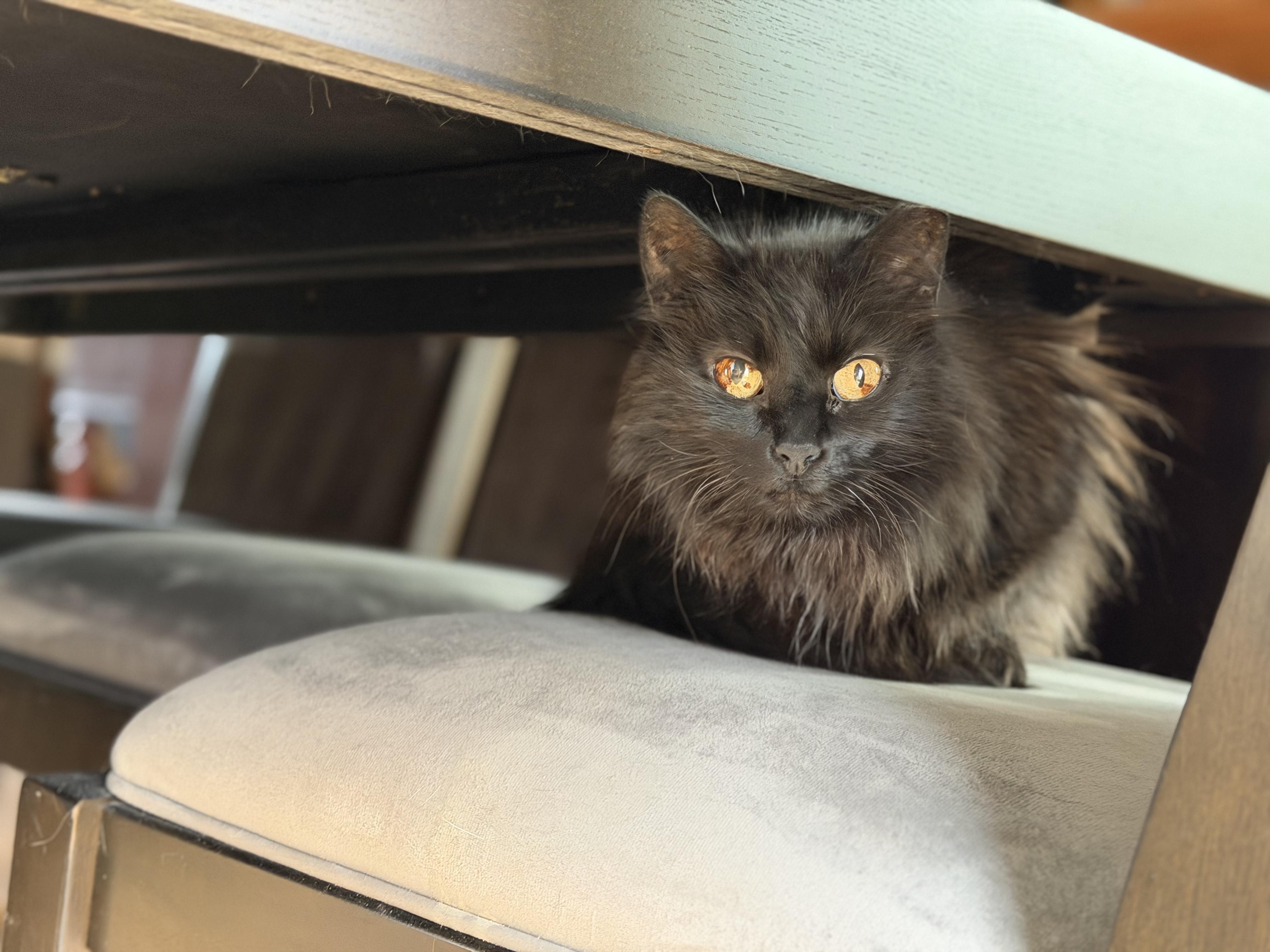 Enlarge Gizzy, a ADOPTABLE Domestic Long Hair in Plain City, OH image 5/6