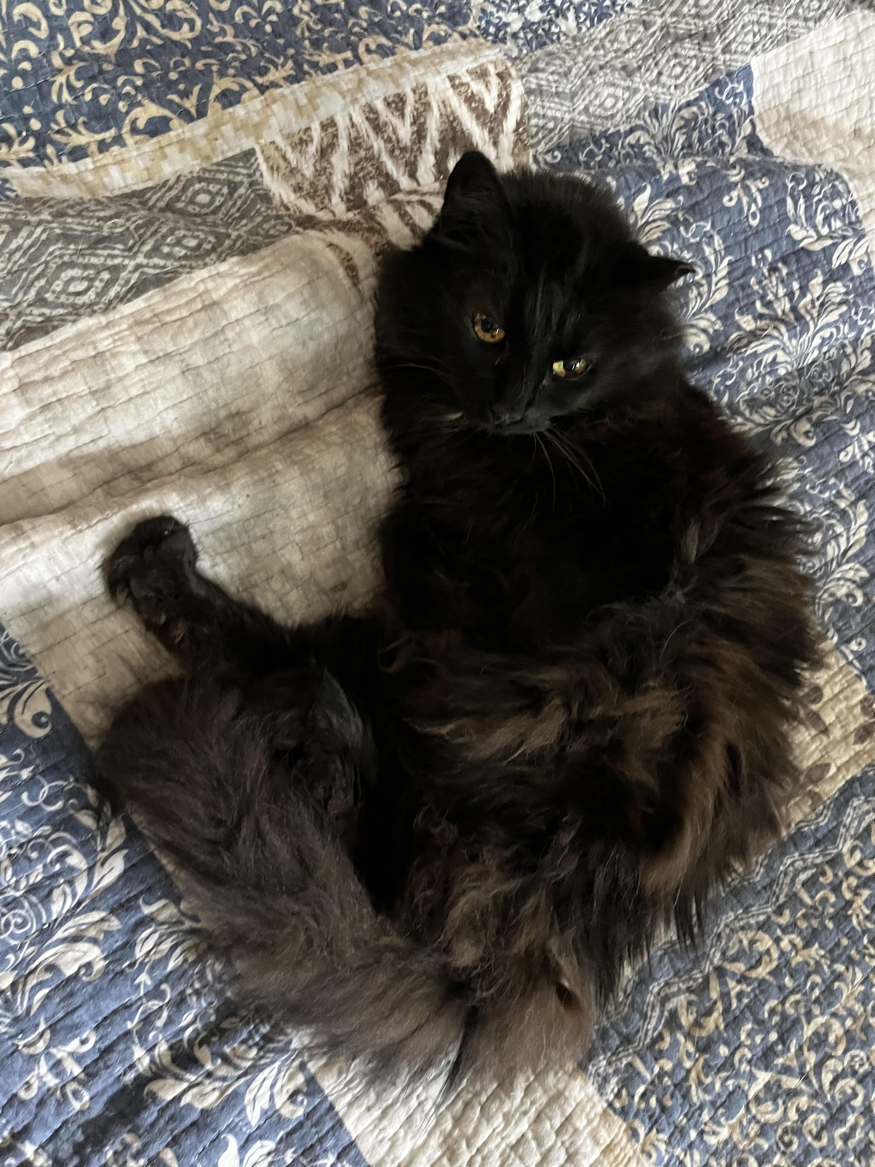 Enlarge Gizzy, a ADOPTABLE Domestic Long Hair in Plain City, OH image 3/6