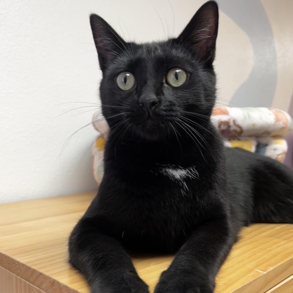 Enlarge Harris, a Adoptable Domestic Short Hair in Yucca Valley, CA image 1/5