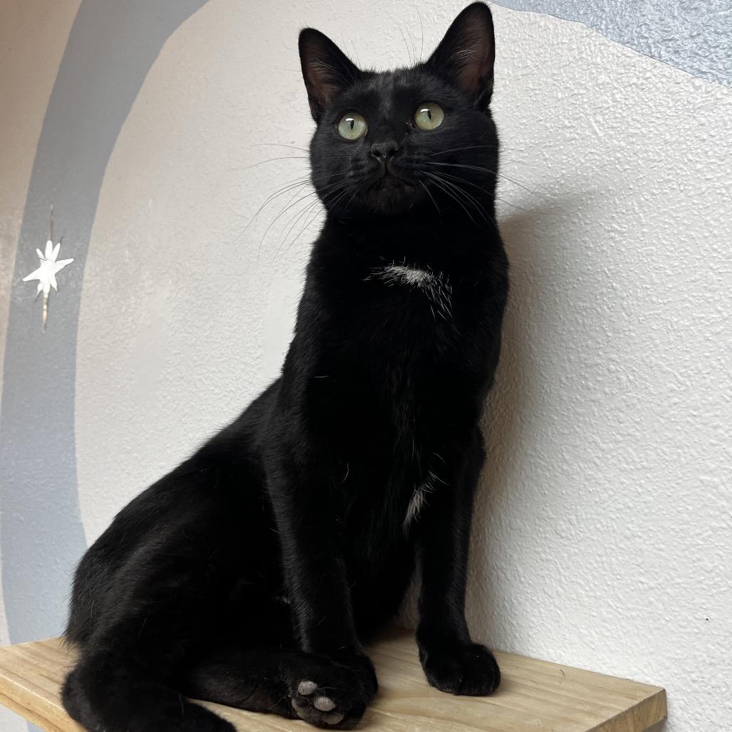 Enlarge Harris, a Adoptable Domestic Short Hair in Yucca Valley, CA image 2/5