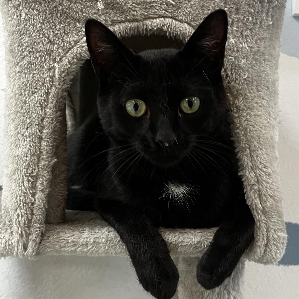 Enlarge Harris, a Adoptable Domestic Short Hair in Yucca Valley, CA image 4/5