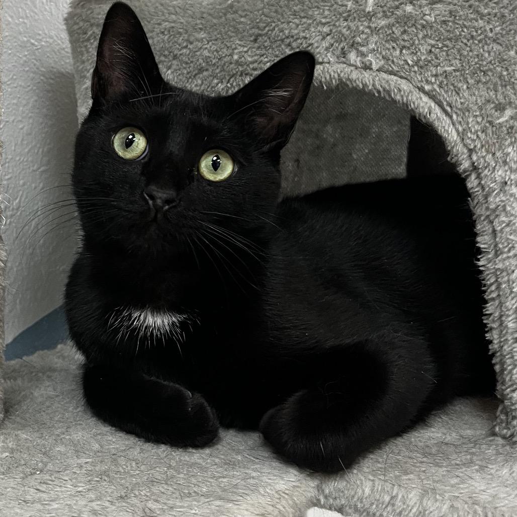 Enlarge Harris, a Adoptable Domestic Short Hair in Yucca Valley, CA image 5/5