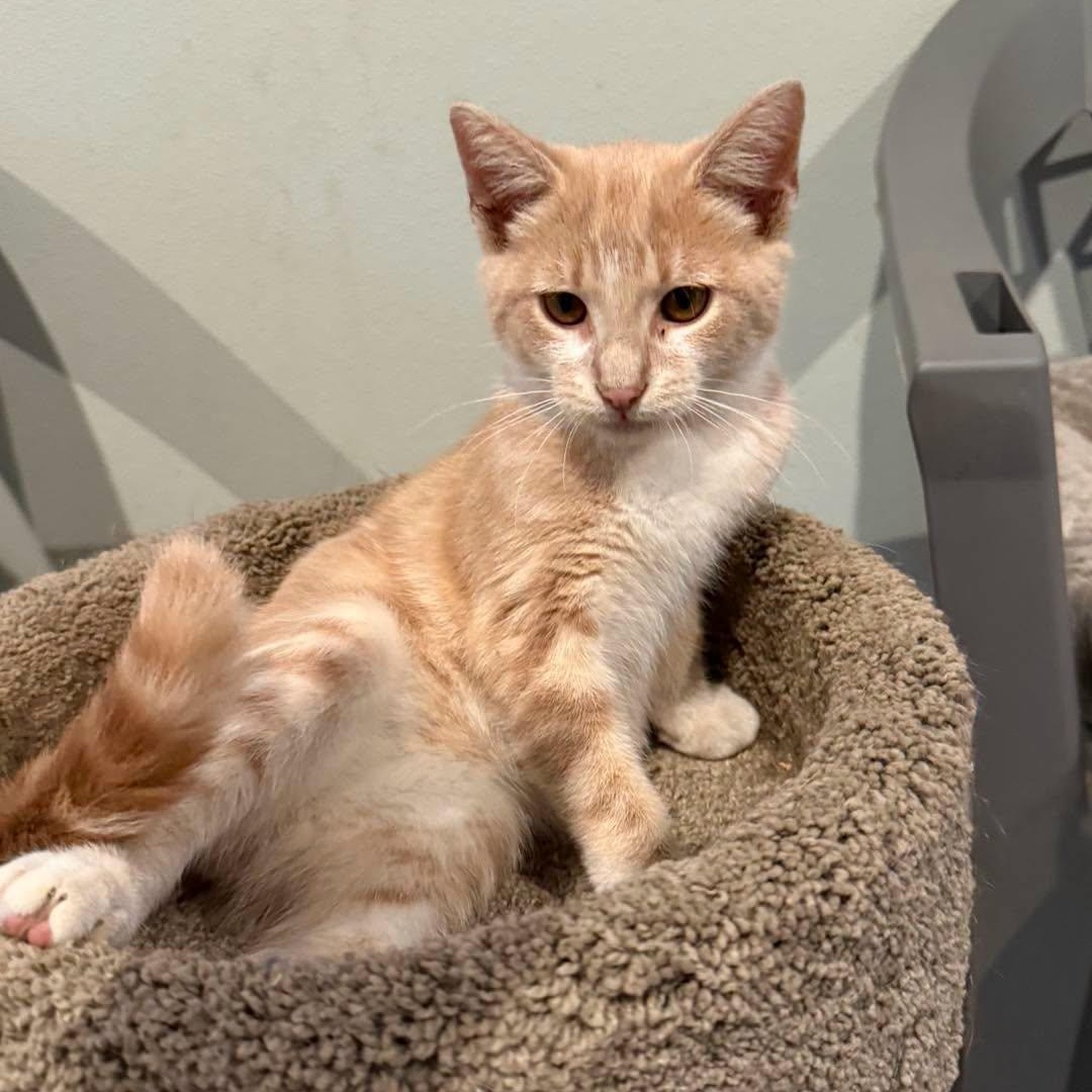 Enlarge Henry, a Adoptable Tabby in Richmond Dale, OH image 3/3