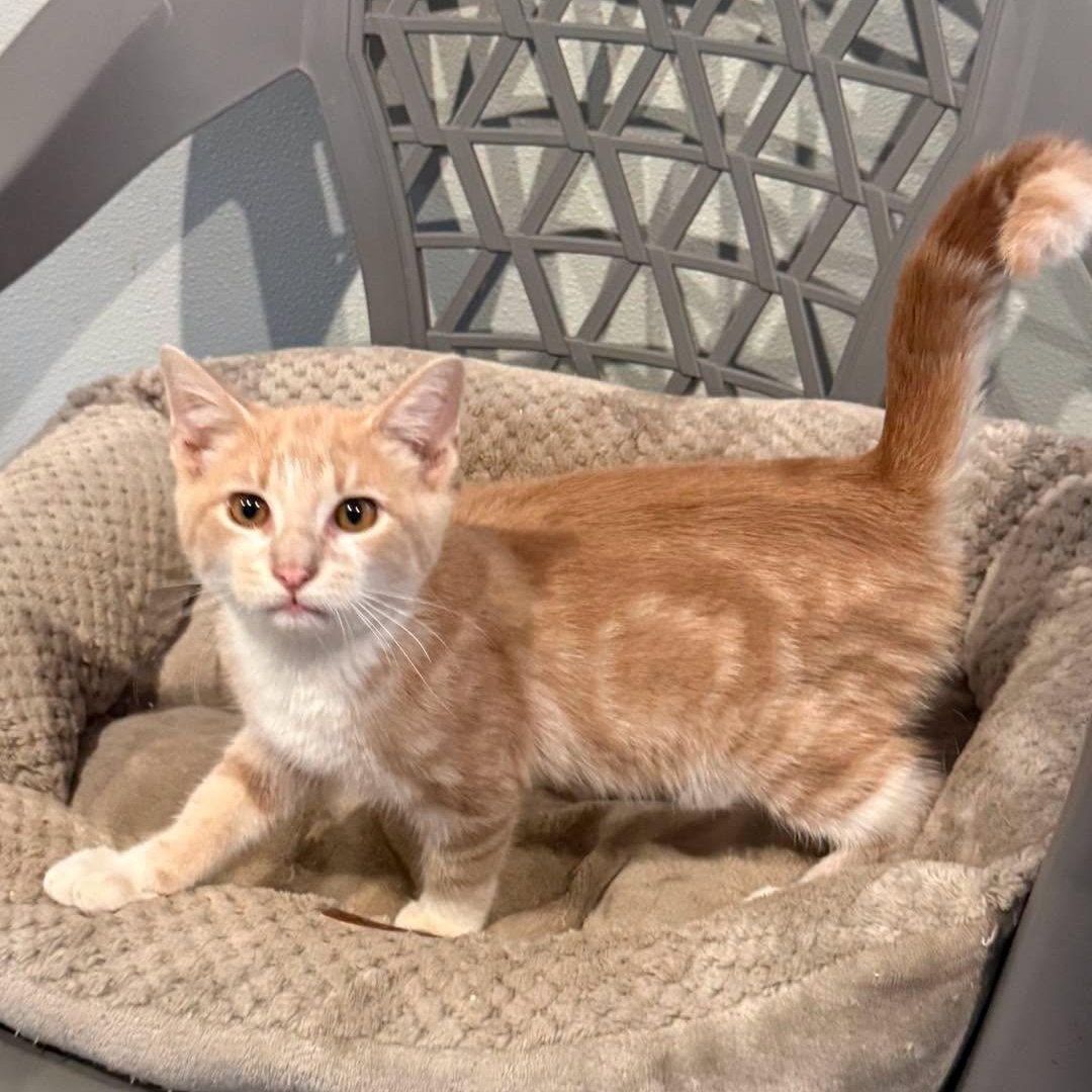 Henry, Adoptable, Young Male Tabby.