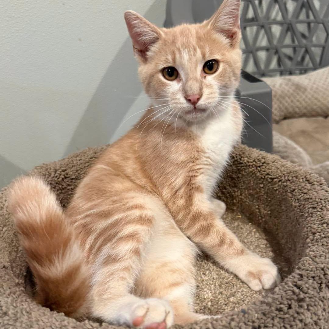 Enlarge Henry, a Adoptable Tabby in Richmond Dale, OH image 2/3