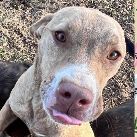Enlarge Tchibo, a Adoptable mixed breed in Hackett, AR image 2/5