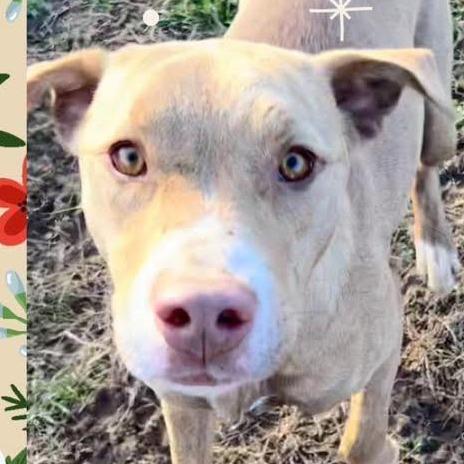 Enlarge Tchibo, a Adoptable mixed breed in Hackett, AR image 3/5