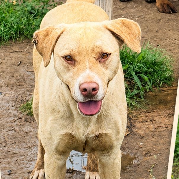 Enlarge Tchibo, a Adoptable mixed breed in Hackett, AR image 4/5