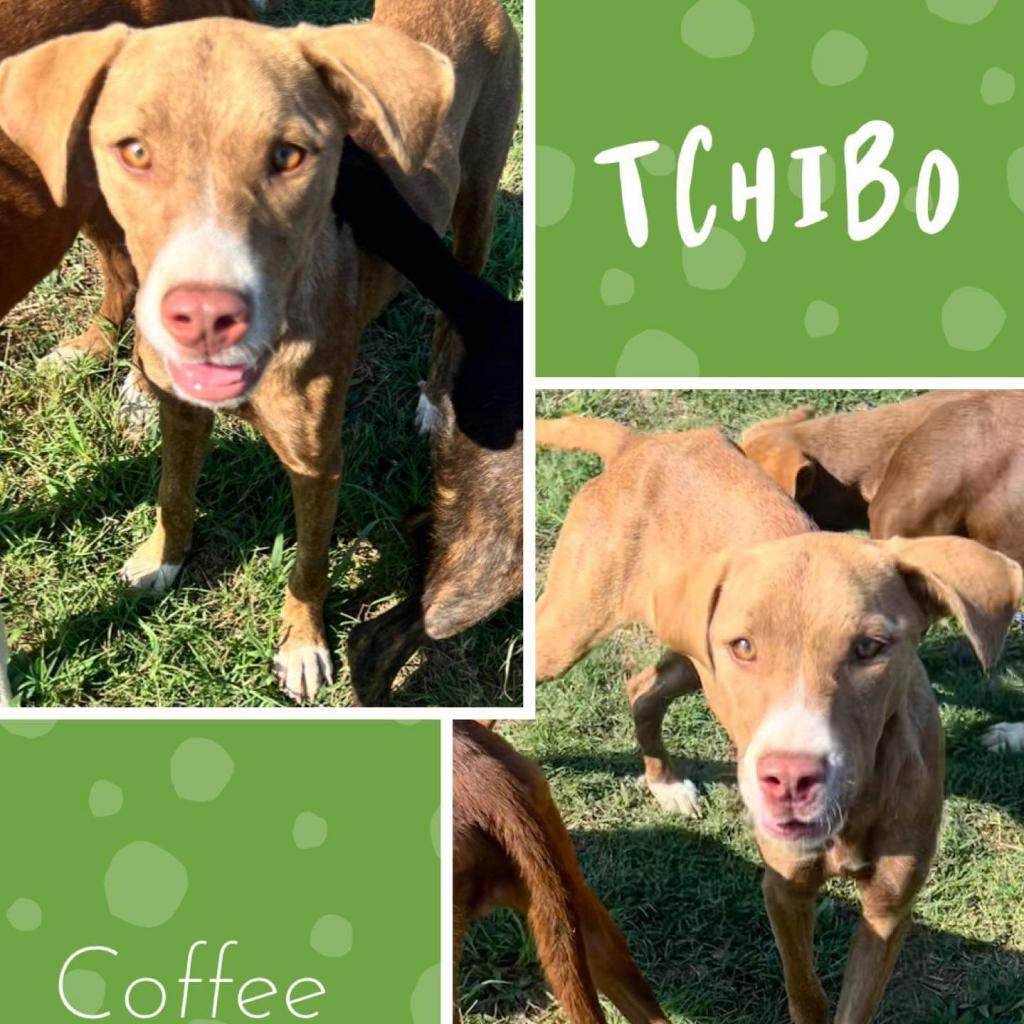 Enlarge Tchibo, a Adoptable mixed breed in Hackett, AR image 1/5