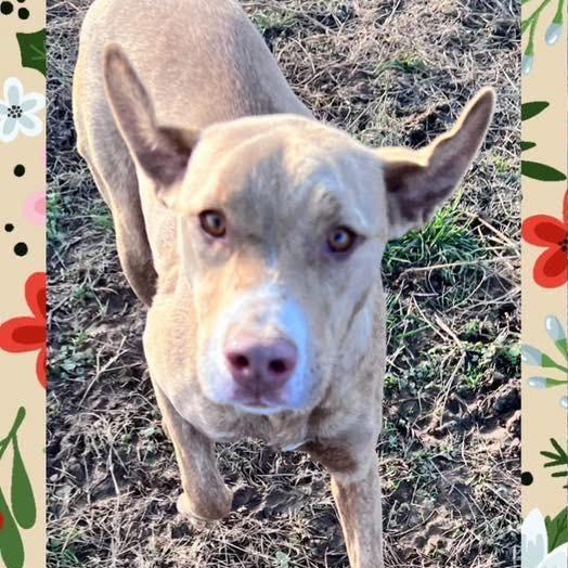 Enlarge Tchibo, a Adoptable mixed breed in Hackett, AR image 5/5
