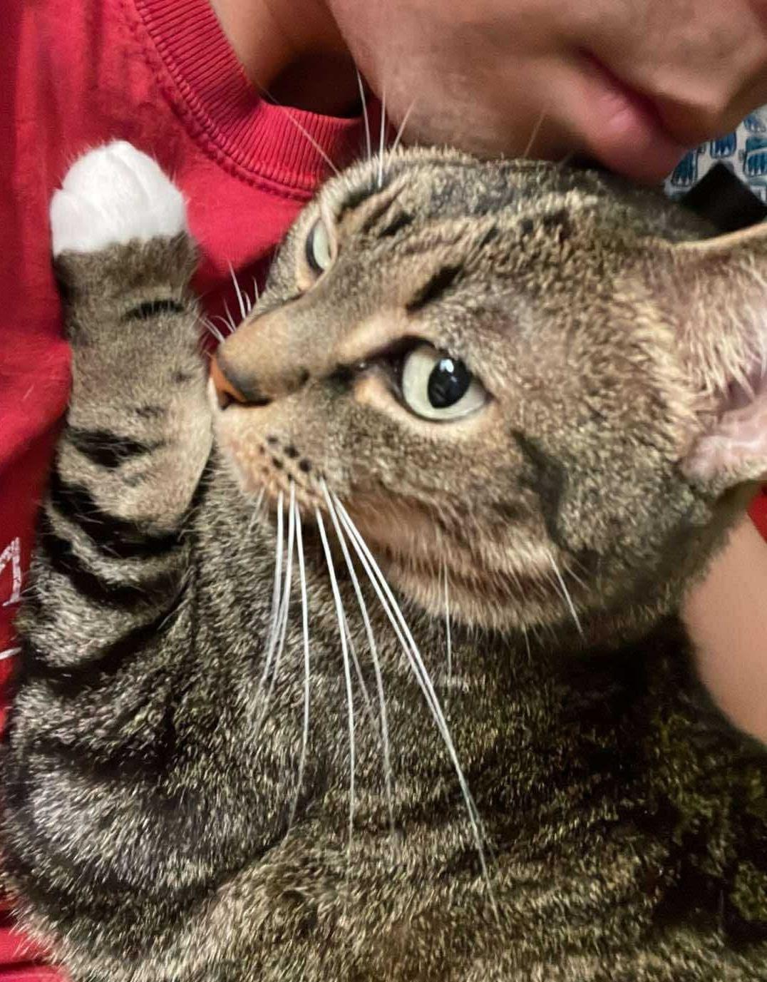 Cherry, an adoptable Domestic Short Hair in Chicago, IL, 60631 | Photo Image 2