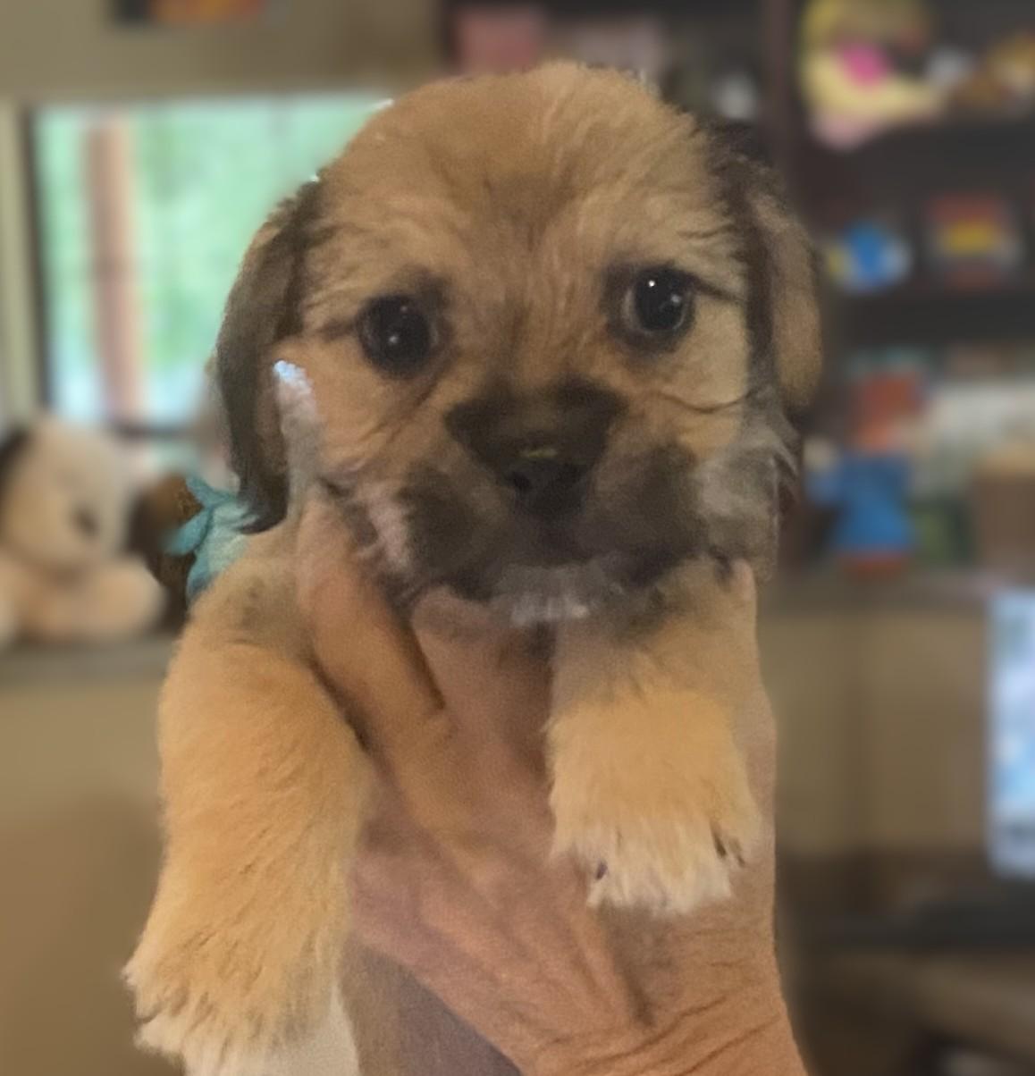 Roy, an adopted mixed breed in Slidell, LA image 3/3
