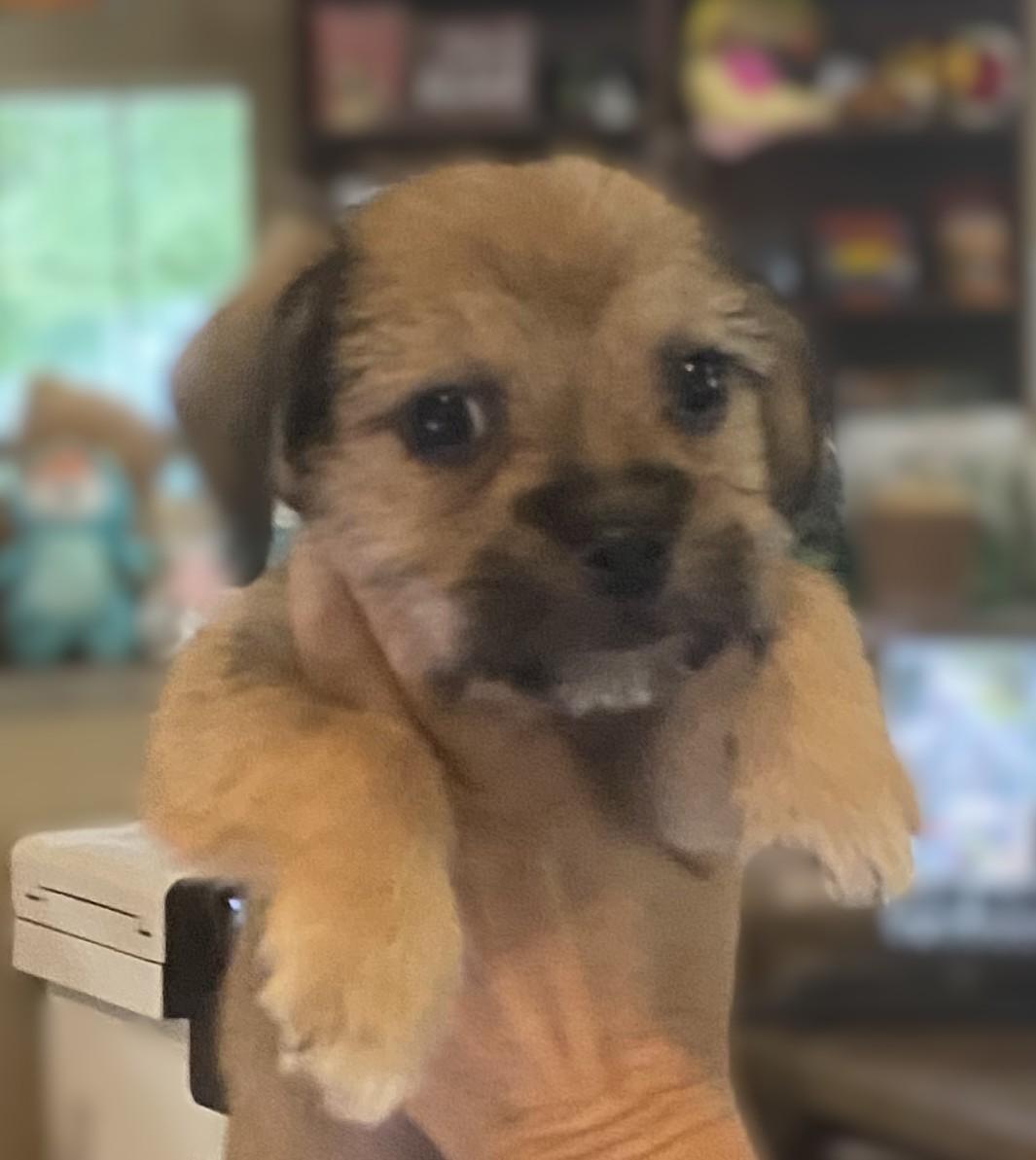 Roy, an adopted mixed breed in Slidell, LA image 2/3